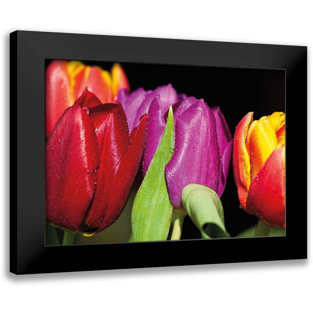 Tulips on Black - Witt, Sibylle - Elegant Floral Wall Art for Home & Office Decor