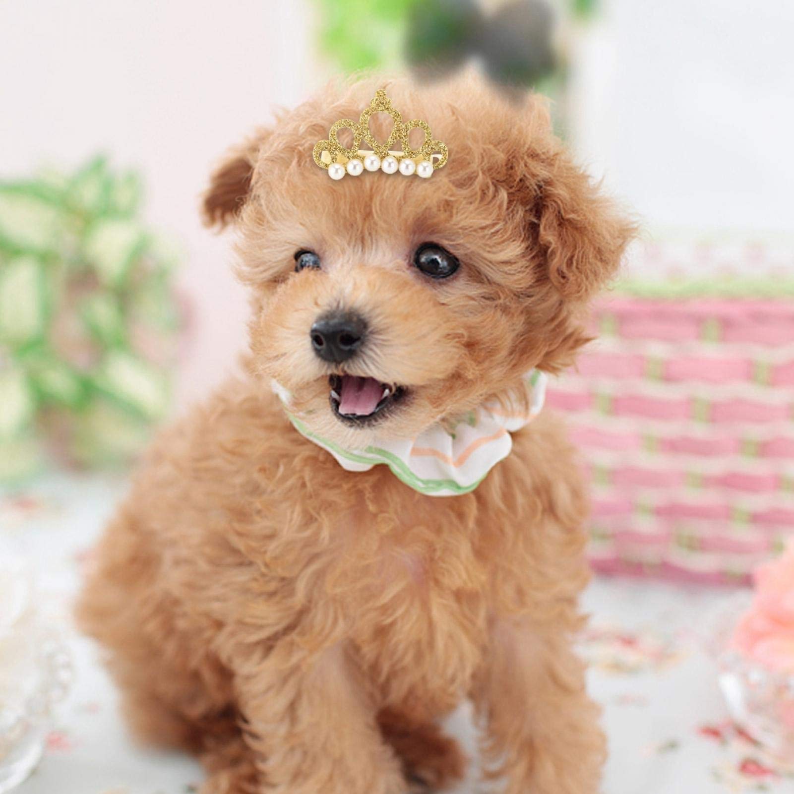 GLOGLOW 25Pcs Small Pet Hair Clips - Snap Hair Clips & Crown Hair Accessories for Dogs & Cats - Perfect for Grooming, Styling & Photo Shoots