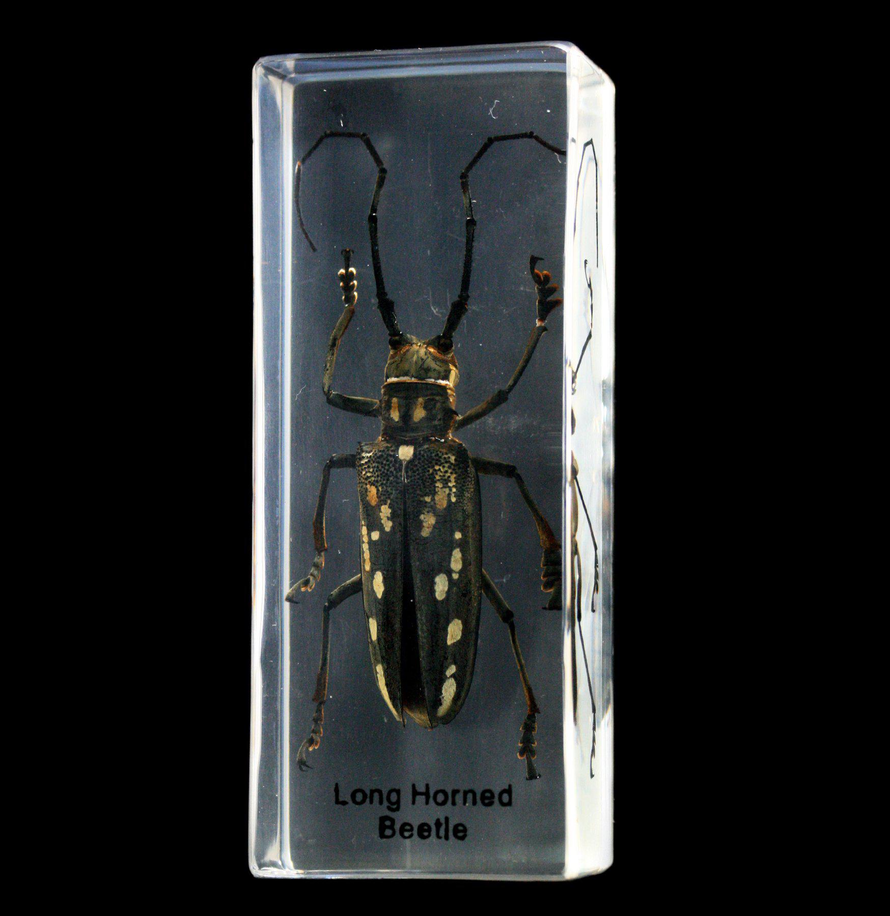 Premium Long Horn Beetle Specimen Encased in Clear Acrylic Block - Perfect for Entomology Displays, Science Education & Home Decor Collection