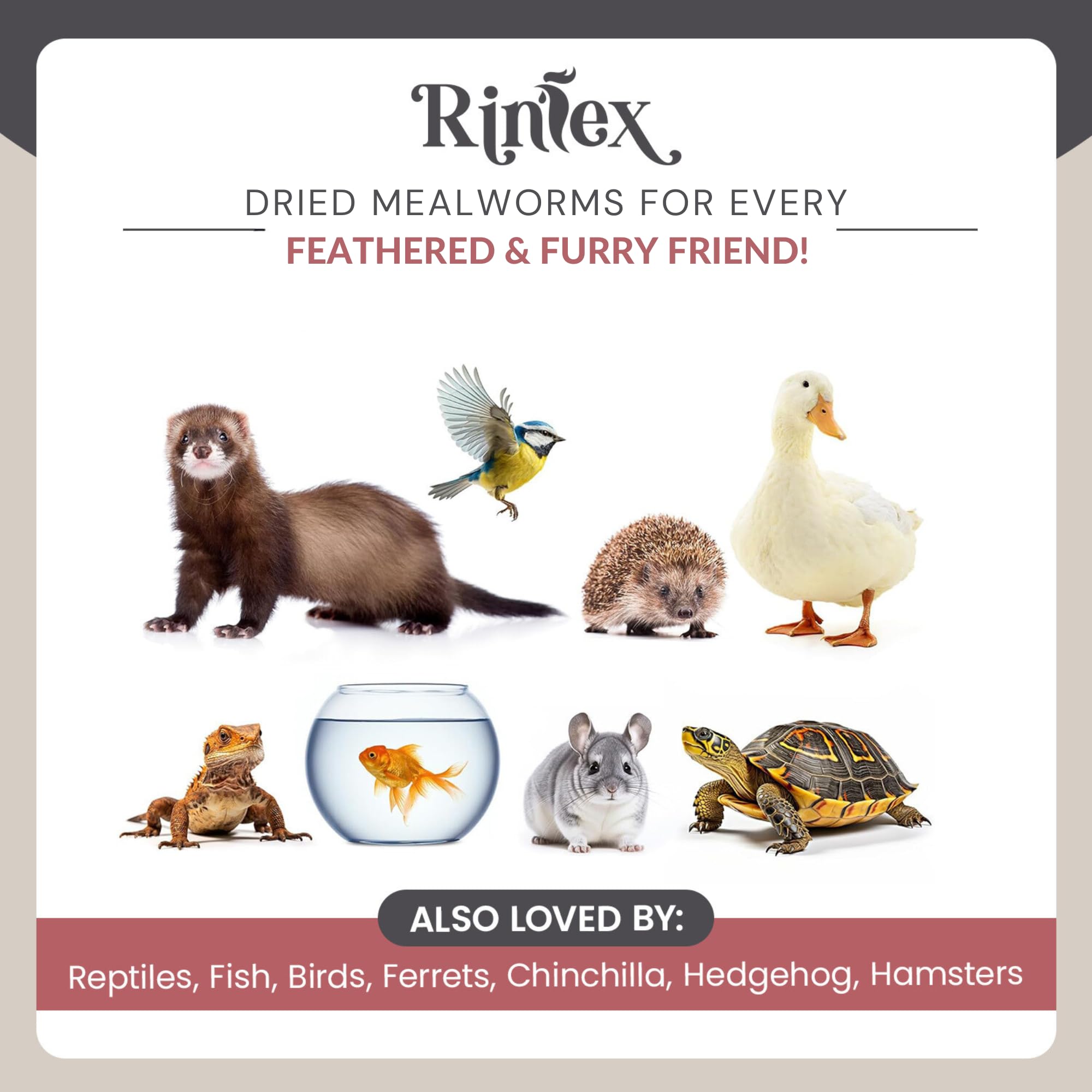Organic Dried Mealworms 10 lbs - High Protein Chicken Feed for Laying Hens - Wild Bird Food for Outdoor Feeders - Bluebird, Duck & Reptile Treat - Perfect for Backyard Poultry, Bird Watching & Pet Nutrition
