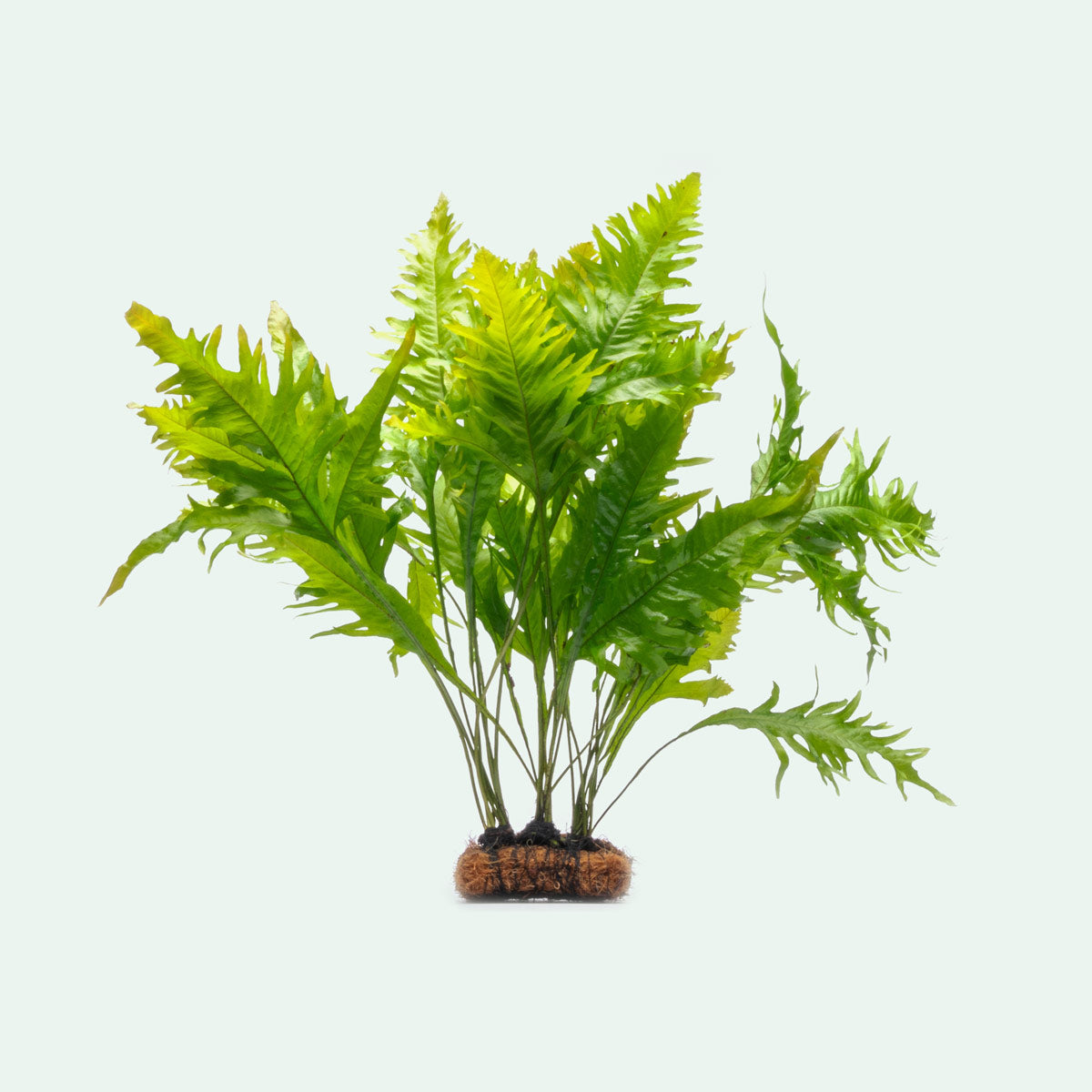 Microsorum Pteropus Sunrise Mat - Live Aquatic Java Fern Plant for Freshwater Aquariums | Perfect for Fish Tanks, Aquascaping & Low-Light Planted Aquariums