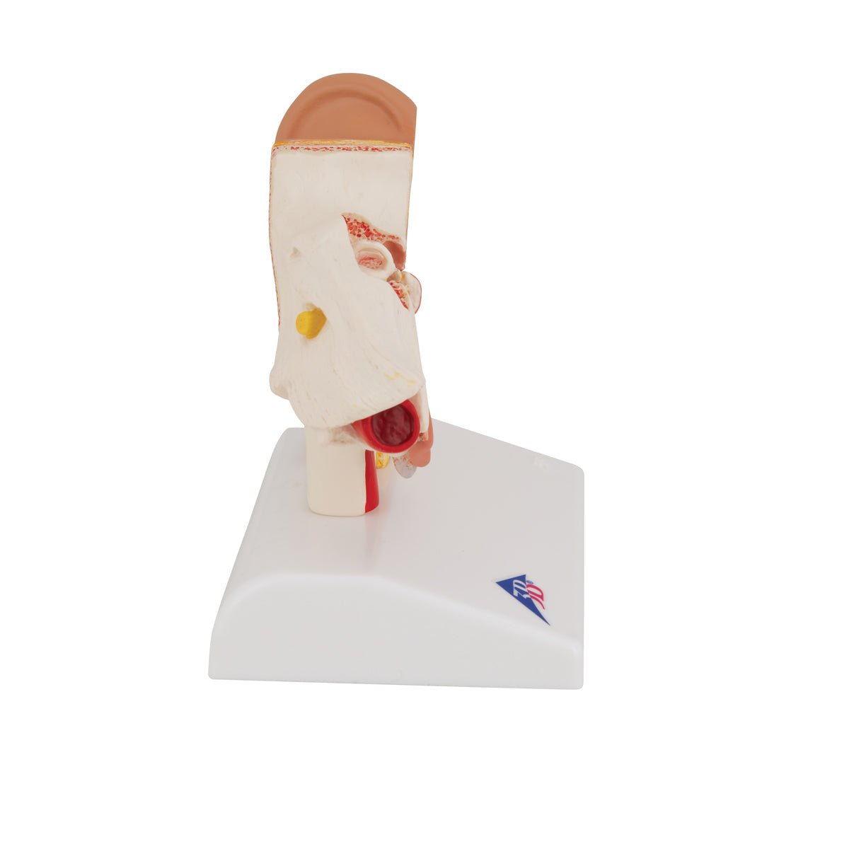 1.5x Life Size Human Ear Anatomy Model - Detailed Desktop Display for Medical Students & Science Education | Perfect for Classrooms, Labs & Study