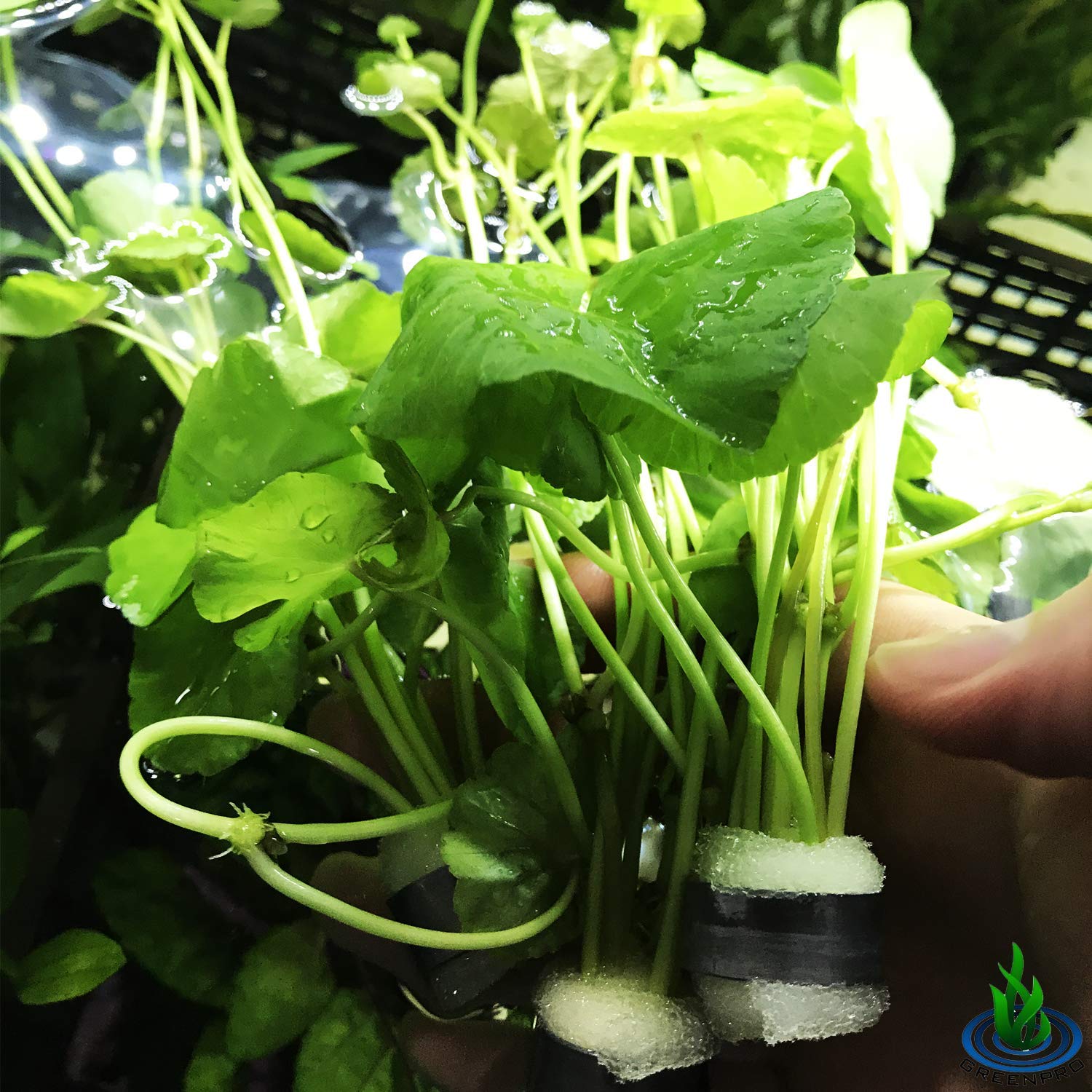 Freshwater Live Aquarium Plants - Hydrocotyle Leucocephala (Brazilian Pennywort) 3-Bunch Stems for Foreground, Midground & Background Fish Tank Decoration | Perfect for Aquascaping, Shrimp Tanks & Tropical Fish Habitats