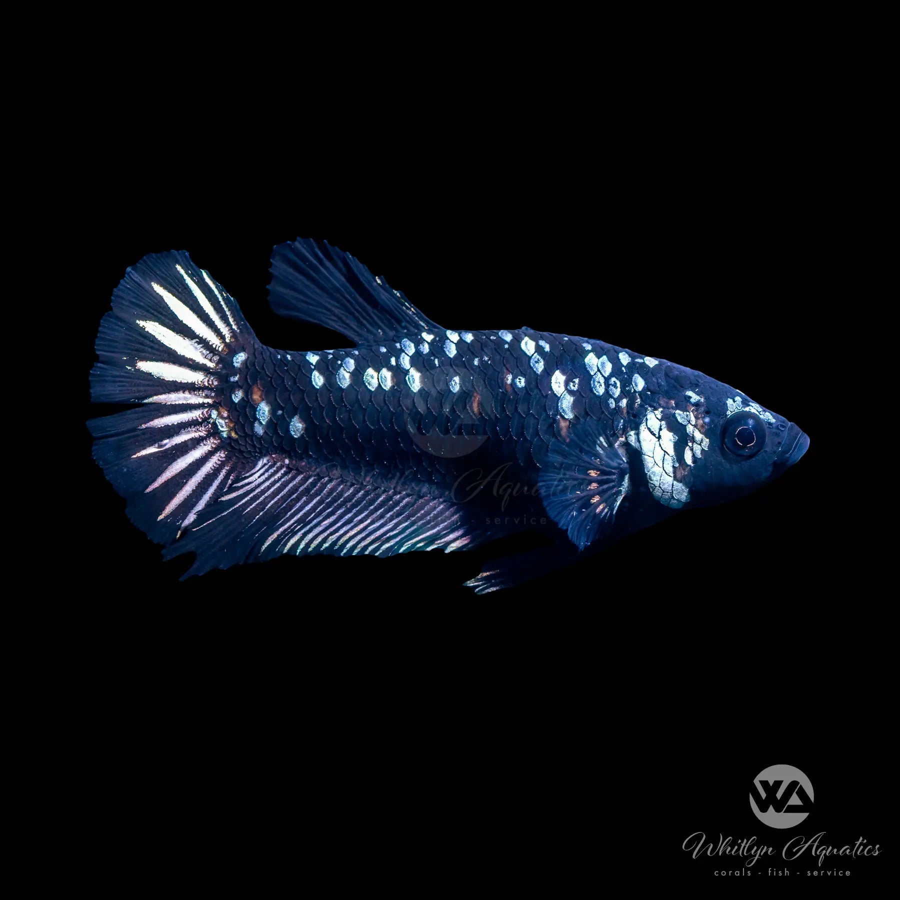 Black Copper Galaxy Plakat Betta Fish - Stunning Live Aquarium Fish for Home & Office Decor | Perfect for Fish Tanks, Aquascaping & Betta Lovers