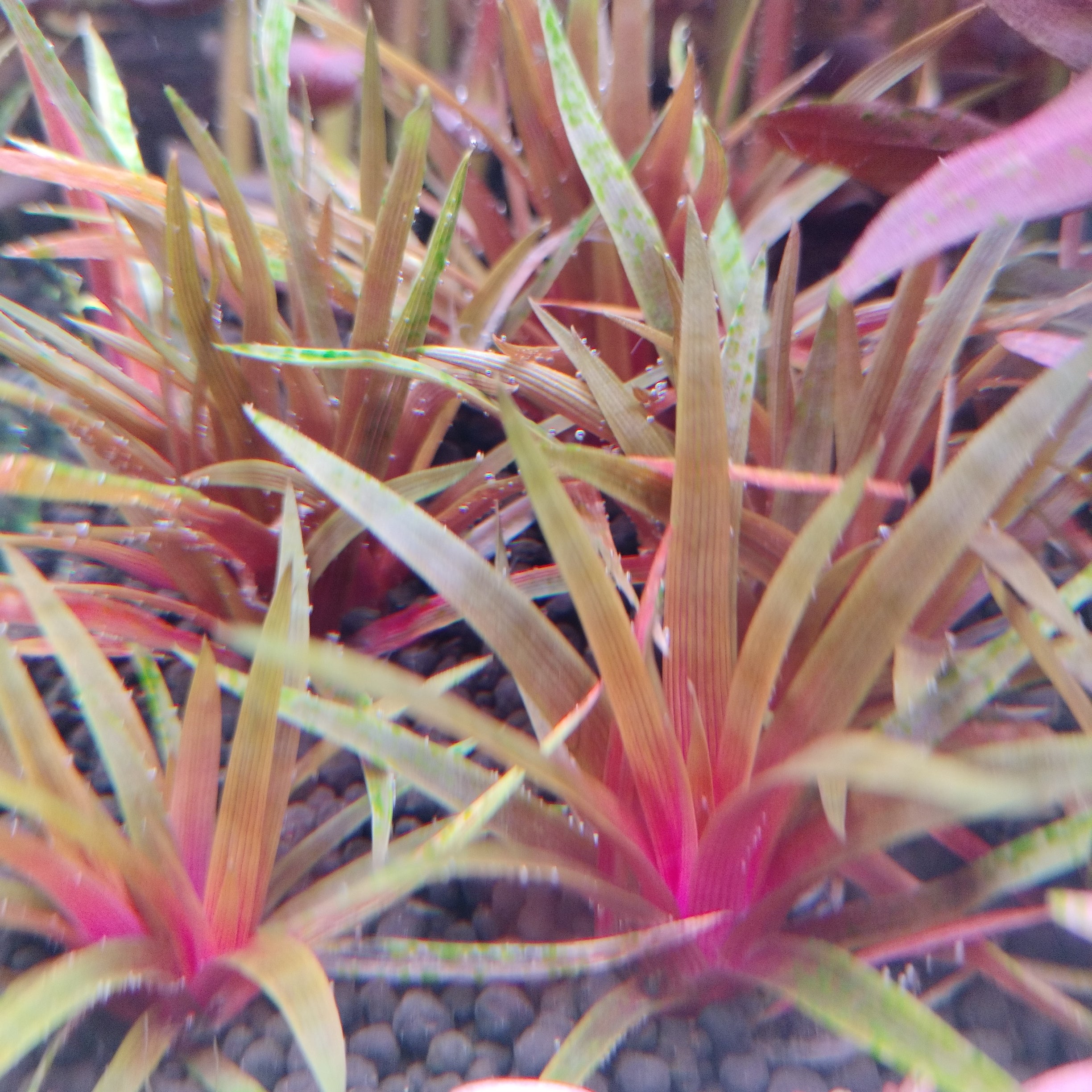 TCulture Eriocaulon Red Aquatic Plant (Pot) - Perfect for Aquascaping, Fish Tanks & Freshwater Aquariums