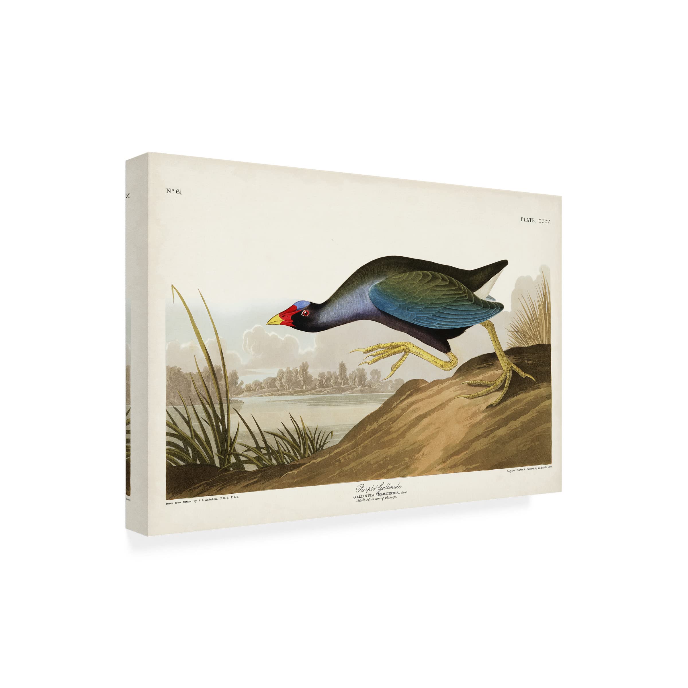John James Audubon 'Purple Ganaule' Canvas Art Print - 16x24 Inch Wall Decor for Living Room, Bedroom & Office - Trademark Fine Art Collection