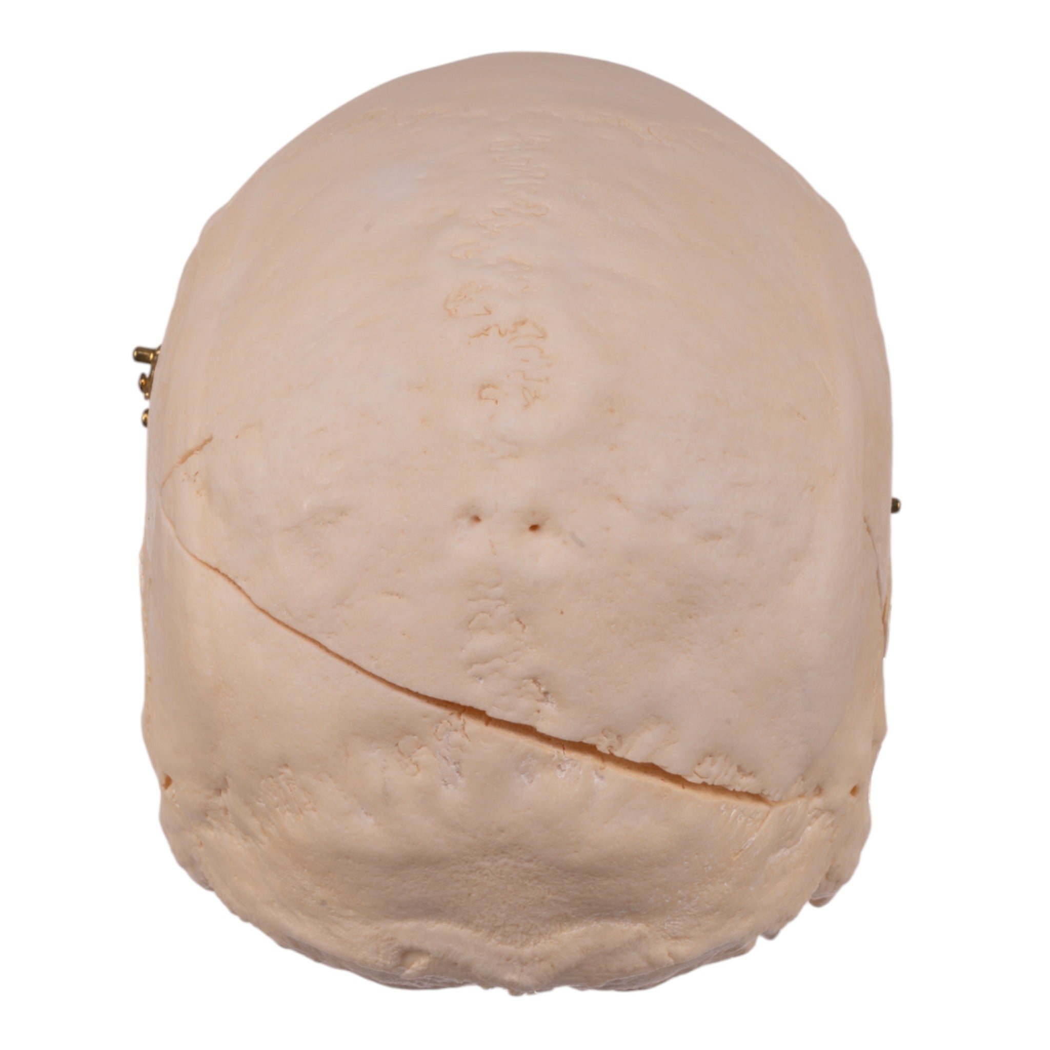Premium Anatomical Human Skull Model - Accurate Medical & Educational Tool for Students, Doctors & Researchers | Perfect for Anatomy Study, Classroom Teaching & Medical Training