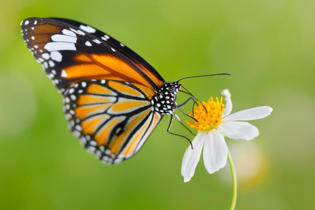Vintage Monarch Butterfly on Flower Photo Print - 12x8 Inch Butterfly Wall Art Poster, Nature Insect Decor for Home & Office