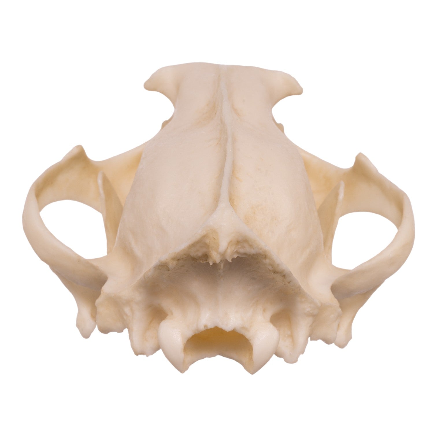 Replica Clouded Leopard Skull - Lifelike Animal Skull Decor for Home, Office & Halloween - Perfect for Gothic Decor, Taxidermy Displays & Horror Props