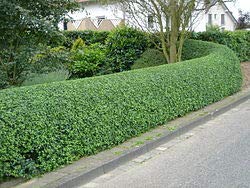 10 Live Winter Gem Boxwood Shrubs - Gallon Size Evergreen Hedge Plants for Landscaping by DAS Farms (No CA) | Perfect for Privacy Screens, Garden Borders & Foundation Planting