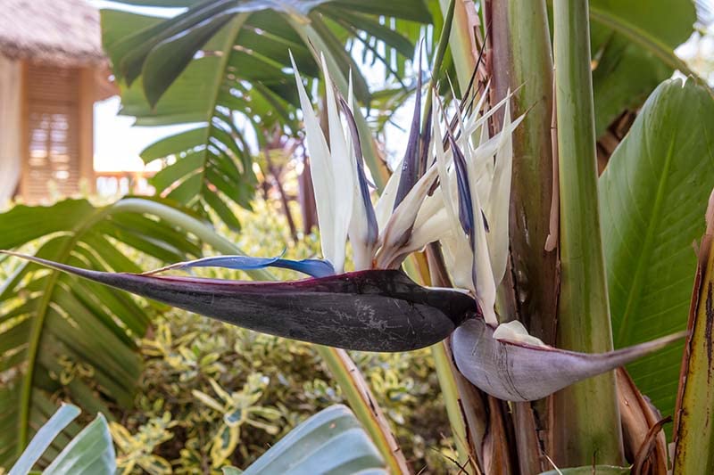 White Bird of Paradise Live Plants (Strelitzia Nicolai) - 30 Pack Tropical Rare Foliage Specimen for Indoor/Outdoor Decor, Office & Garden Landscaping