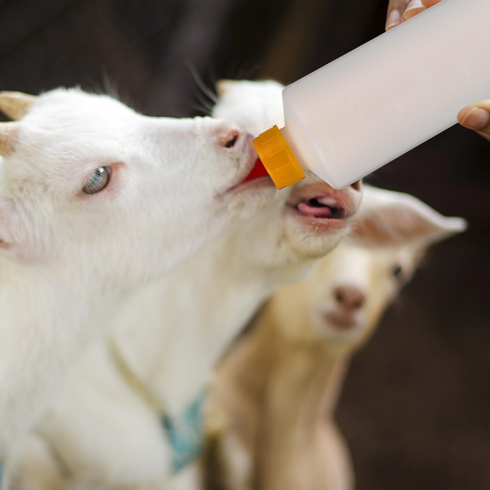 Housoutil 1 Set Animal Feeding Bottle - Lamb Goat Sheep Nursing Bottle with Nipple, Livestock Milk Feeder for Newborns | Ideal for Farm, Ranch, and Pet Care
