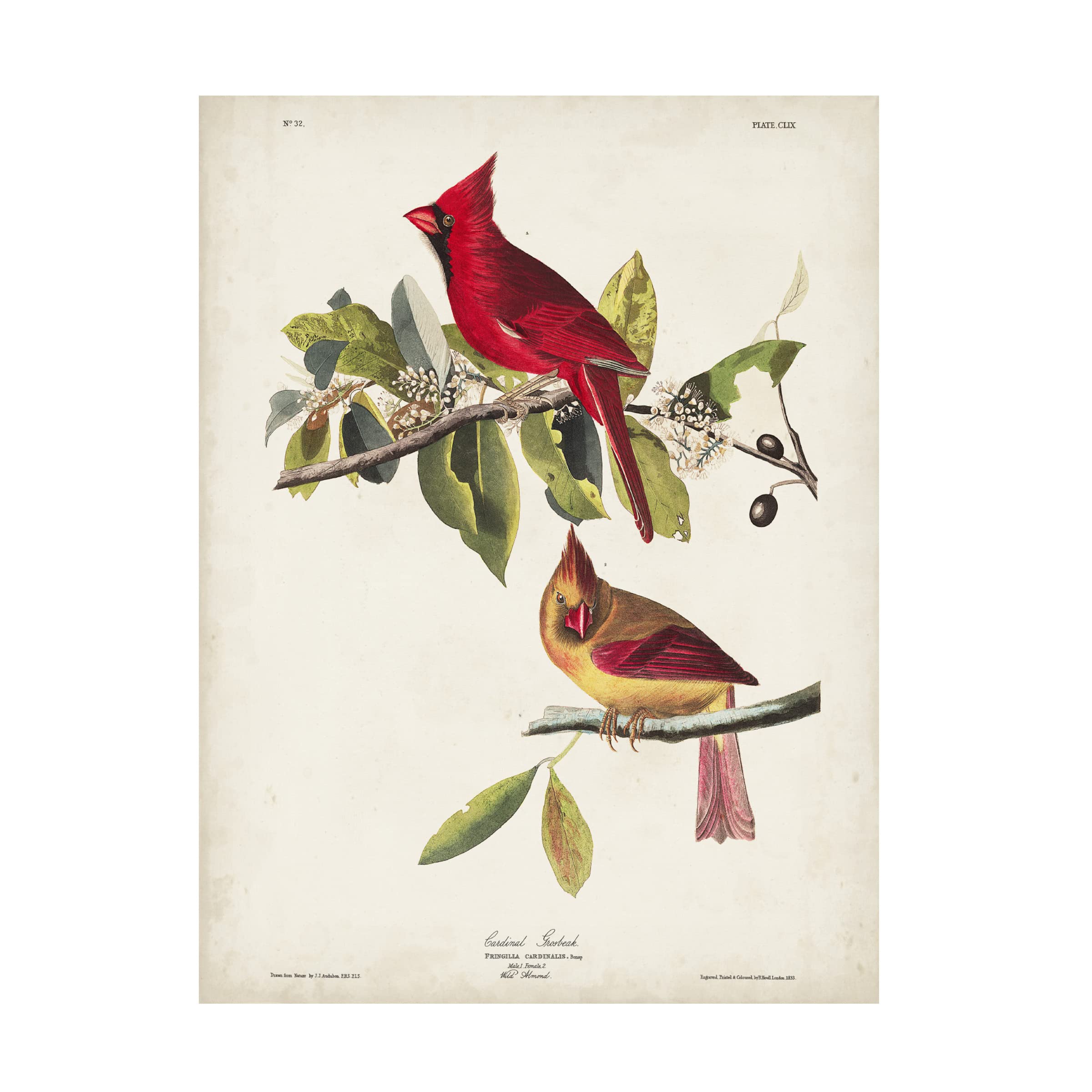 John James Audubon 'Cardinal Grosbeak' Fine Art Canvas Print - 35x47 Inches - Premium Wildlife Wall Decor for Living Room, Office & Bedroom