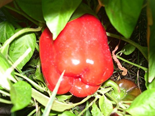 Quadrato D'Asti Rosso Pepper Seeds - Sweet Red Flesh Heirloom Vegetable Seeds (10-Pack) for Home Gardening, Cooking & Canning