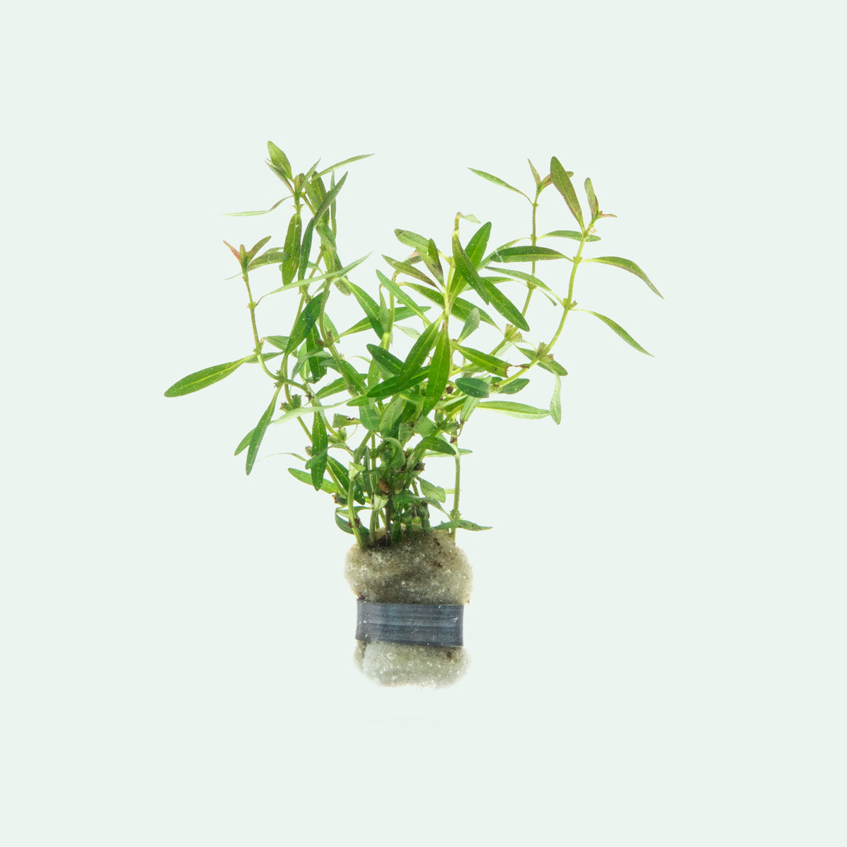Rotala Florida Sunset Aquatic Plant for Aquariums - Live Freshwater Plant for Fish Tanks, Aquascaping, and Aquatic Gardens (Perfect for Nano Tanks, Shrimp Tanks, and Planted Aquariums)