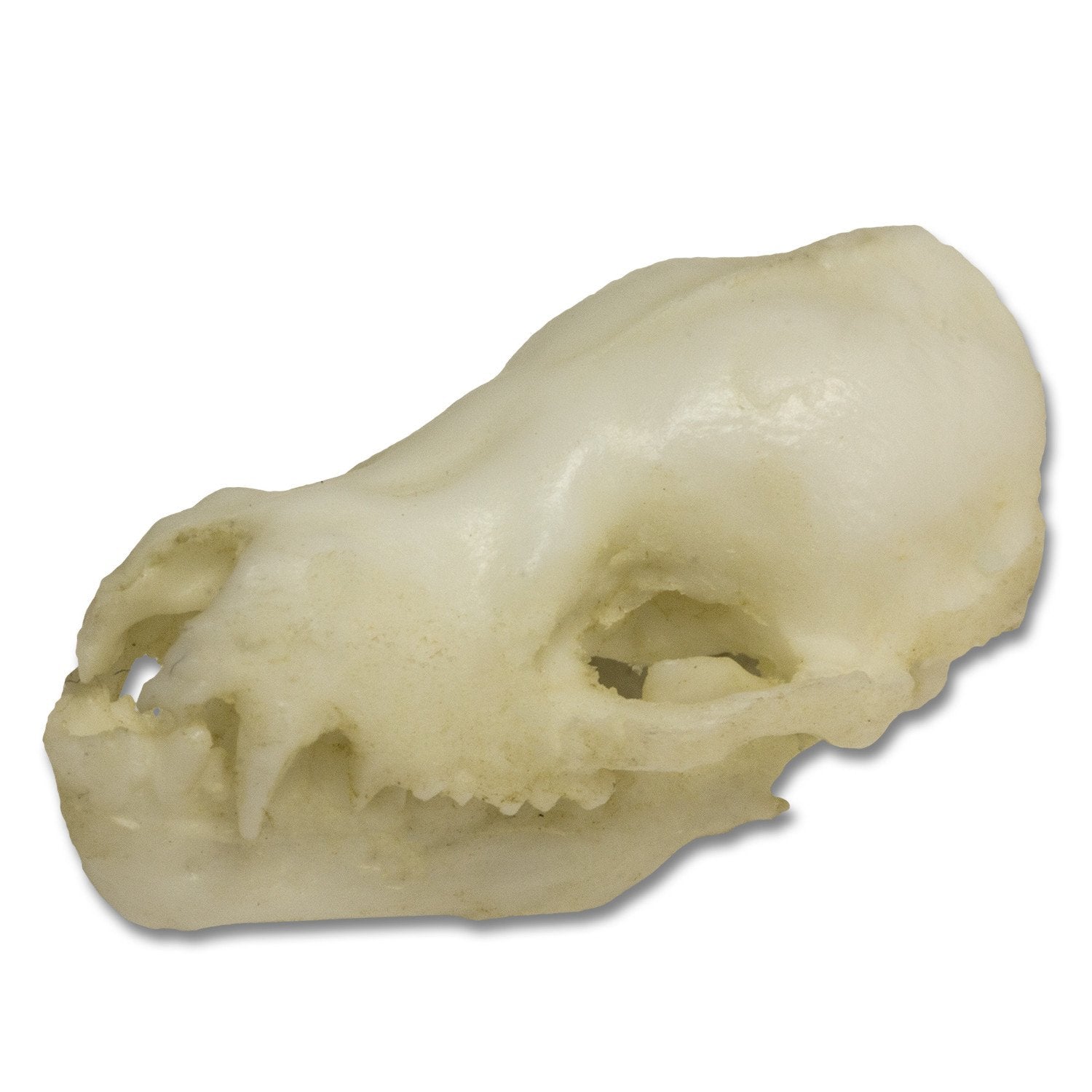 Authentic Replica Cave Myotis Bat Skull - High-Quality Collectible Specimen for Science Education, Halloween Decor & Gothic Home Decor
