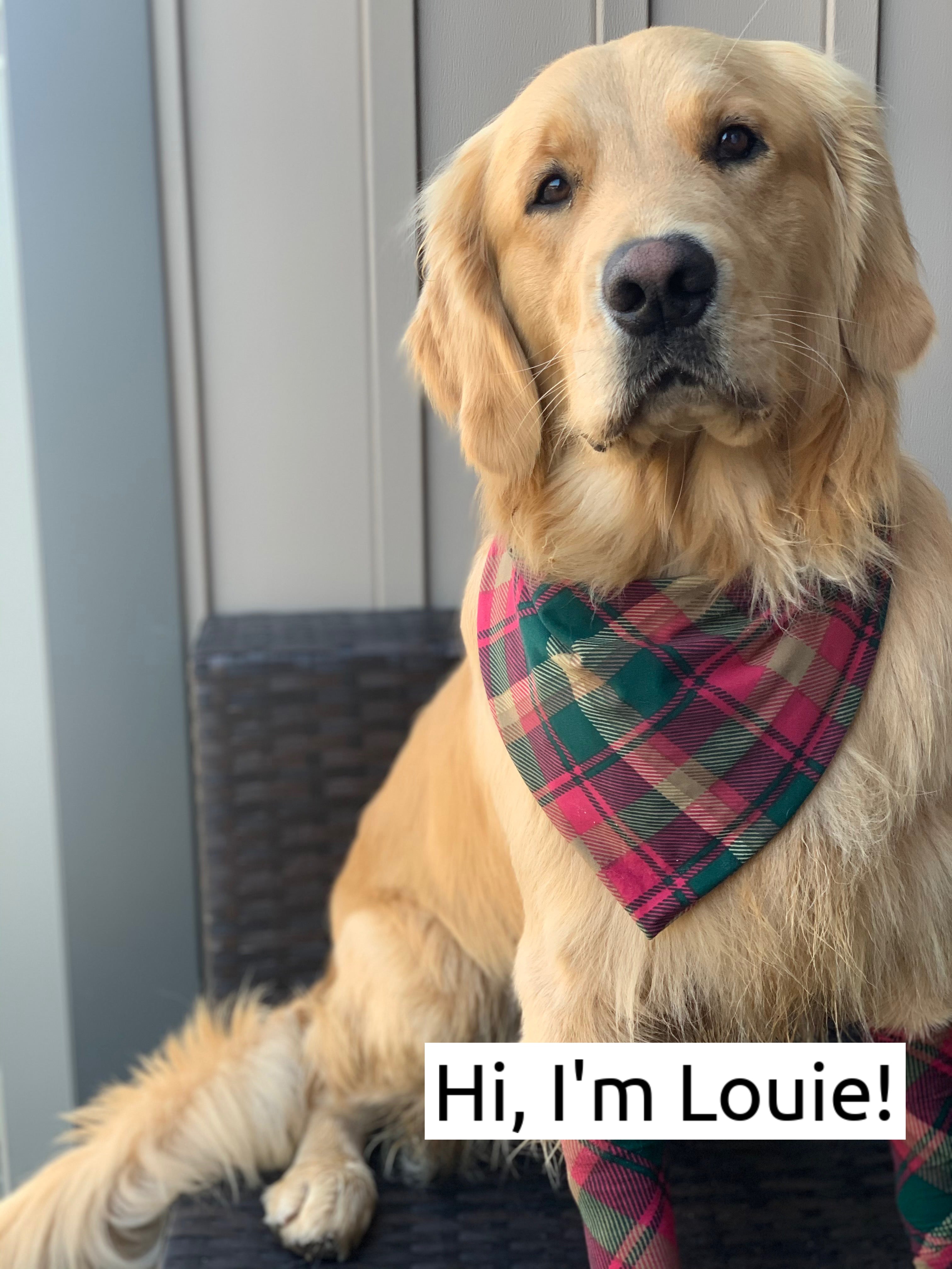 Maple Leaf Tartan Pet Bandana for Dogs & Cats - Adjustable & Stylish Dog Scarf for Canadian Pride - Perfect for Holidays, Outdoors & Photo Shoots
