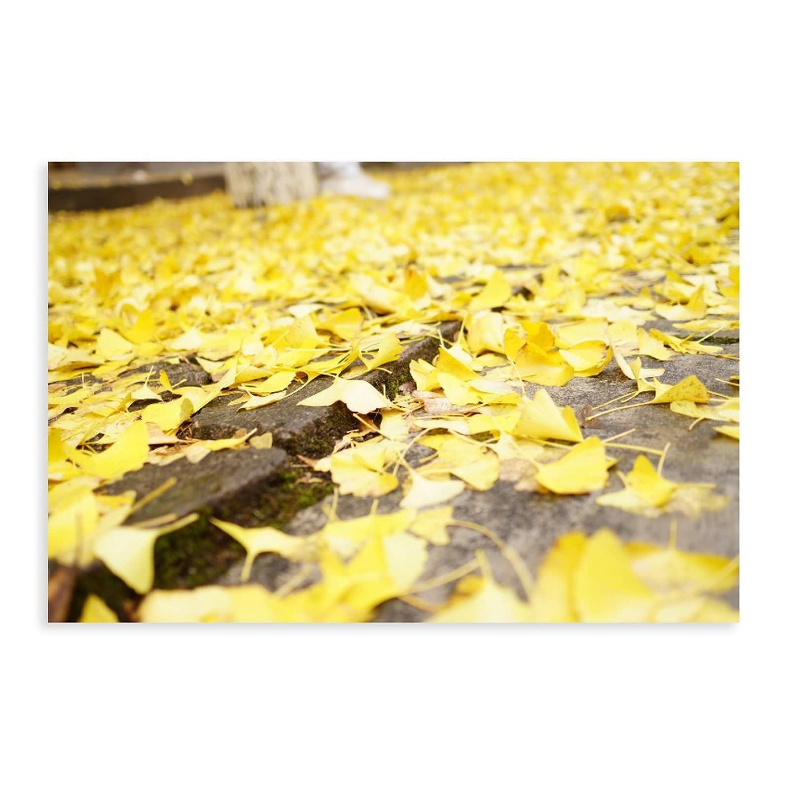 Ginkgo Biloba Leaves Wall Art Canvas Print - Nature Inspired Botanical Poster for Home Decor, Bedroom, Living Room & Office - Perfect for Meditation Spaces, Yoga Rooms and Zen Interior Design (12x18 Inches)