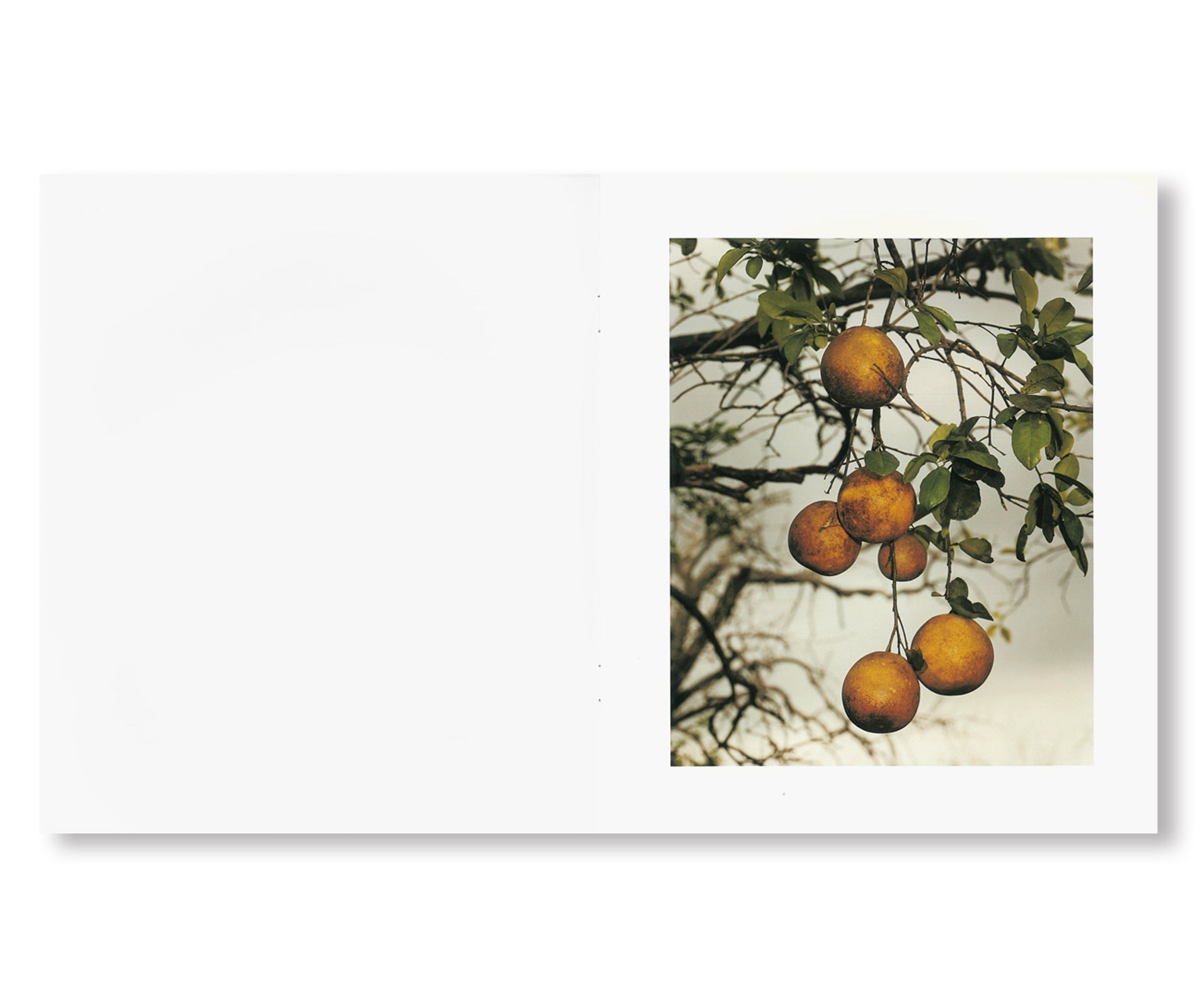 ORANGE GROVE by Roe Ethridge [SIGNED] - Limited Edition Fine Art Photography Book for Collectors - Perfect for Home Decor, Art Galleries & Photography Enthusiasts