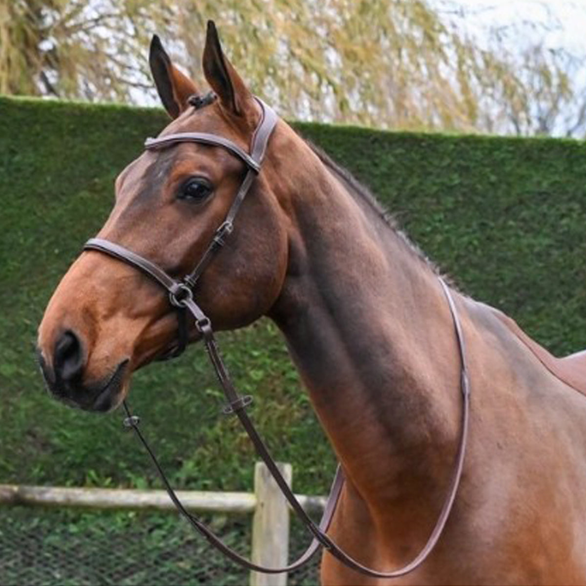 Jump'in Bitless Bridle for Horses - Comfortable & Adjustable One Collection - Perfect for Trail Riding, Training & Natural Horsemanship