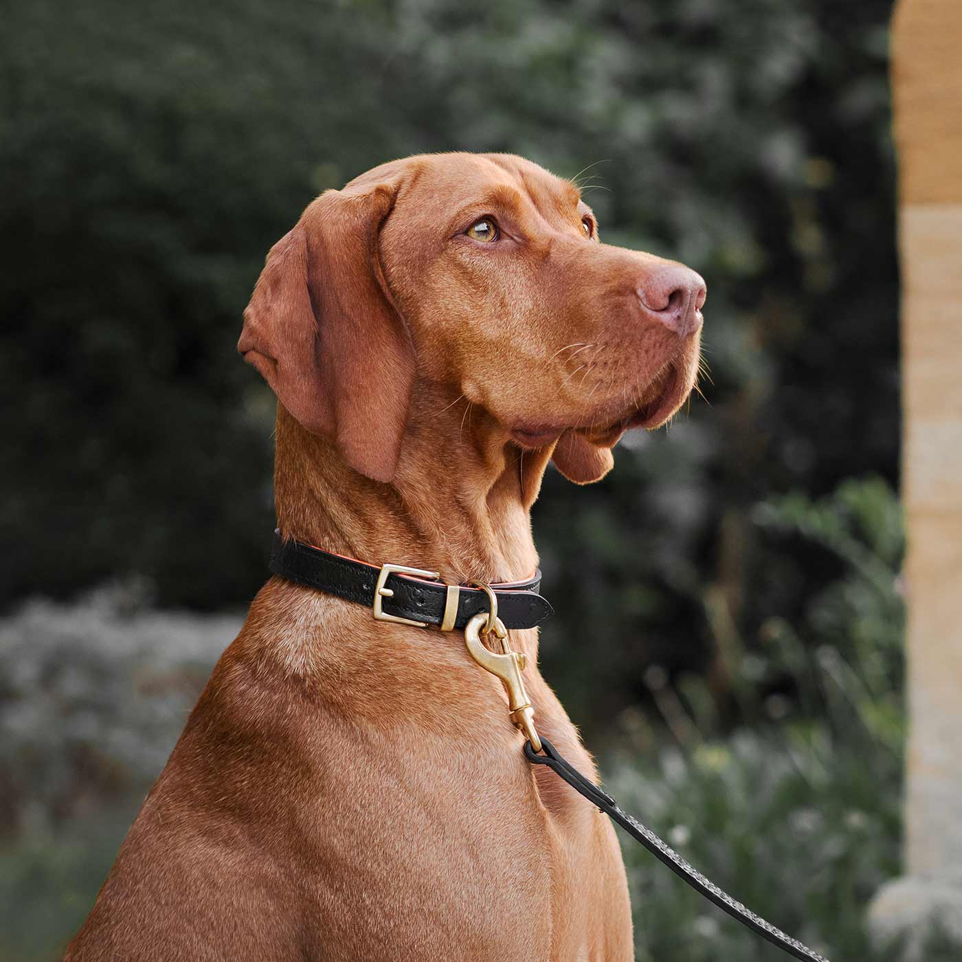 Premium Ostrich Leather Dog Lead - Black & Orange - Durable & Stylish Dog Leash for Large & Small Breeds - Perfect for Walks, Training & Outdoor Adventures by Lords & Labradors