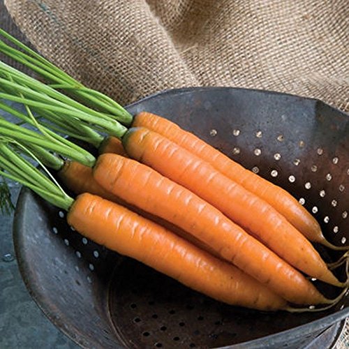 Premium Yaya F1 Hybrid Carrot Seeds - 6 Inch Long Bright Orange Cylindrical Roots (100 Seeds Pack) for Home Gardening, Vegetable Patches & Organic Farming
