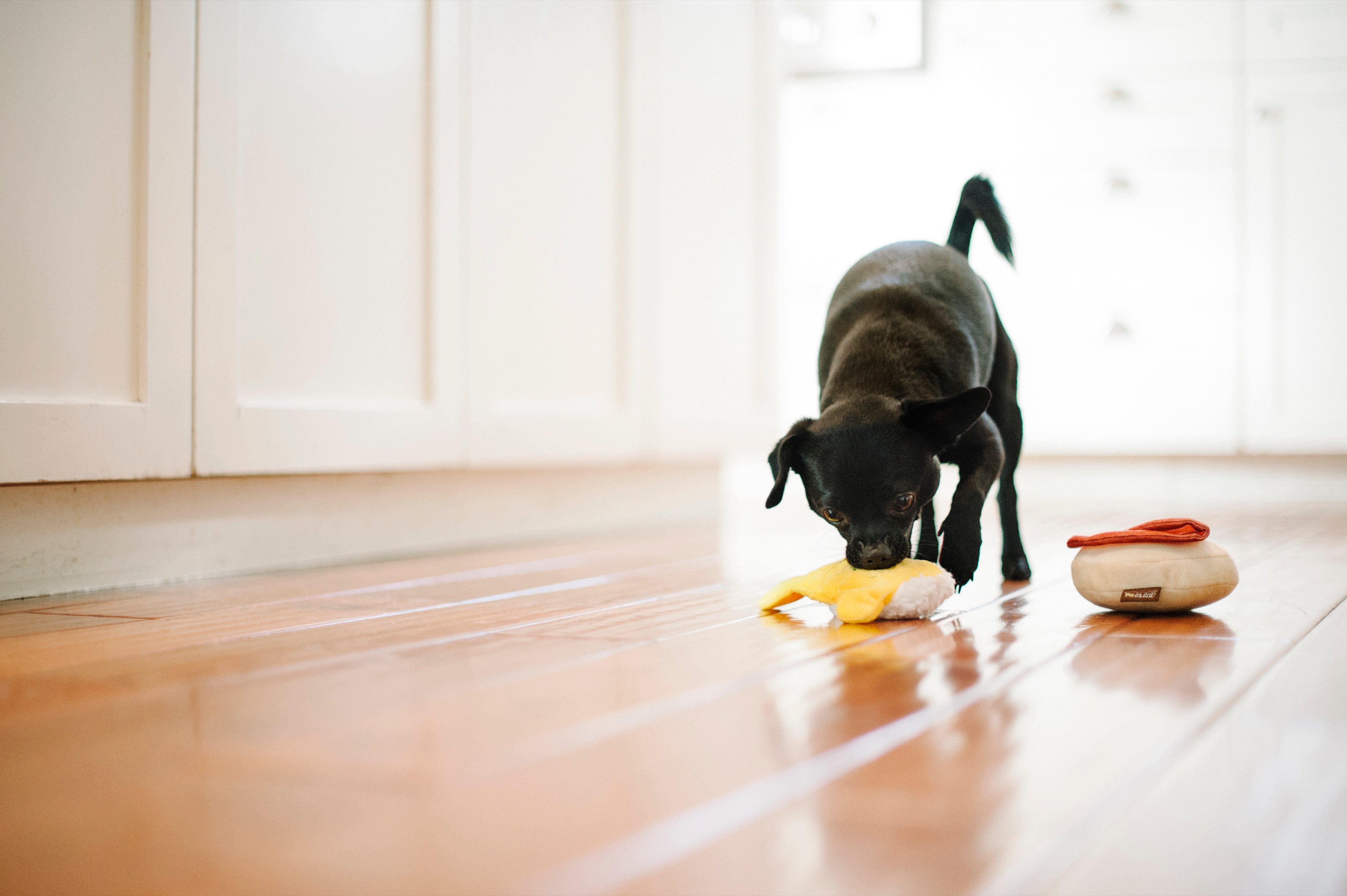 El Egg Benedict Plush Dog Toy - Barking Brunch™ Collection by Pet P.L.A.Y. | Soft & Durable Chew Toy for Small & Medium Dogs | Perfect for Playtime, Training & Cuddling