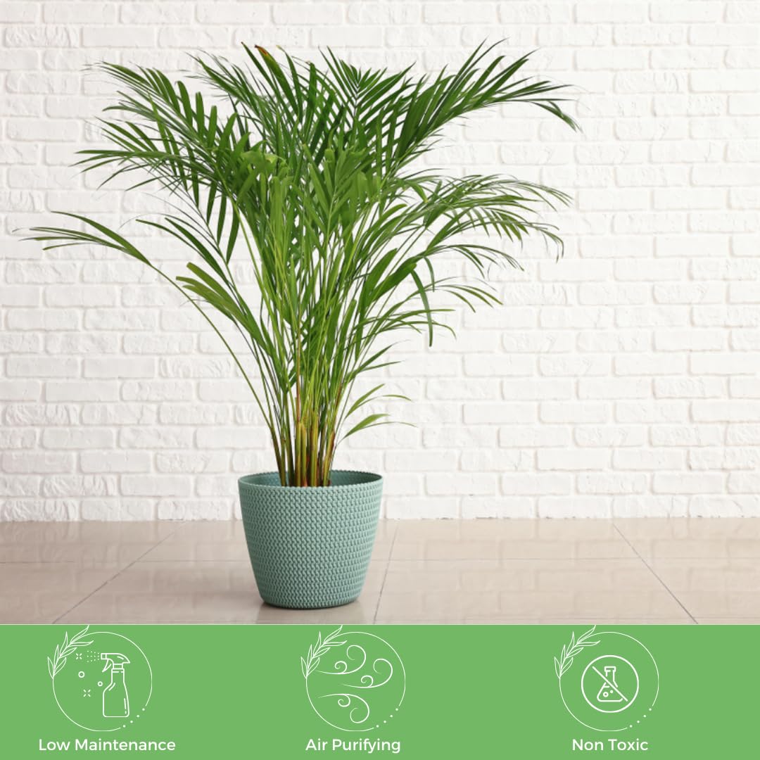 American Plant Exchange Live Areca Palm Tree (Butterfly Palm) - 6