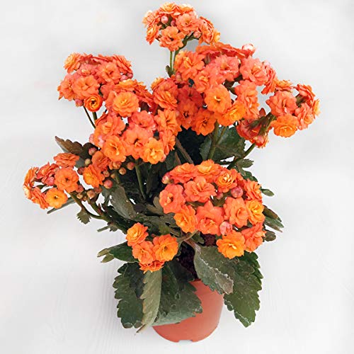 Orange Kalanchoe Potted Starter Plant - Vibrant Succulent with Spectacular Foliage | Fresh Live Plants with Healthy Roots | Perfect for Home Garden, Office Decor & Gift Giving