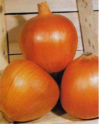Dorata di Parma Golden Onion Seeds (50 Count) - Authentic Italian Heirloom Vegetable Seeds for Home Gardening - Perfect for Soups, Salads, and Italian Cuisine