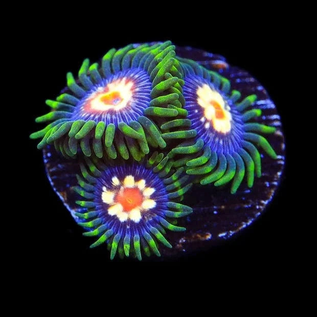 Premium Daisy Cutter Zoanthids Coral for Saltwater Aquariums - Vibrant Live Coral for Reef Tanks & Marine Aquascaping