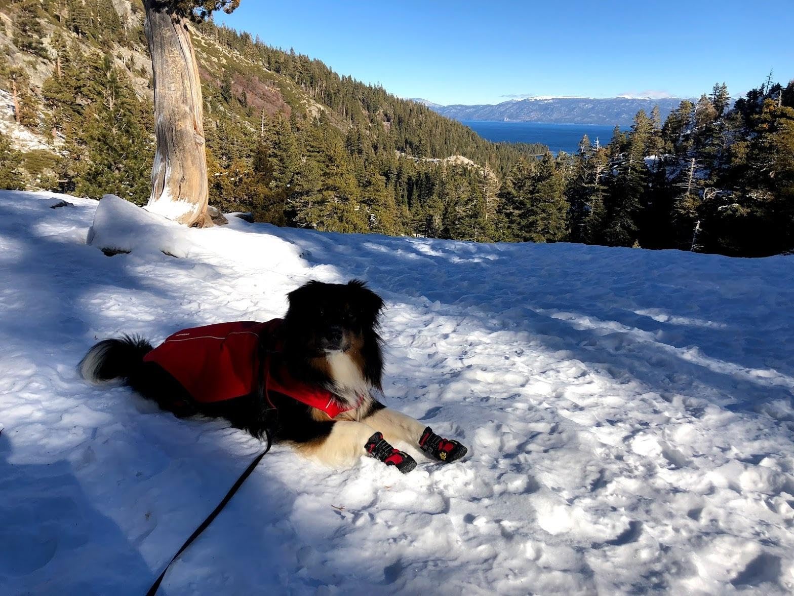 Expawlorer Dog Boots for Large Dogs - Waterproof Winter Paw Protectors with Anti-Slip Rugged Sole | Outdoor Snow, Rain & Hot Pavement Protection | Ideal for Hiking, Walking & Daily Use (Black)