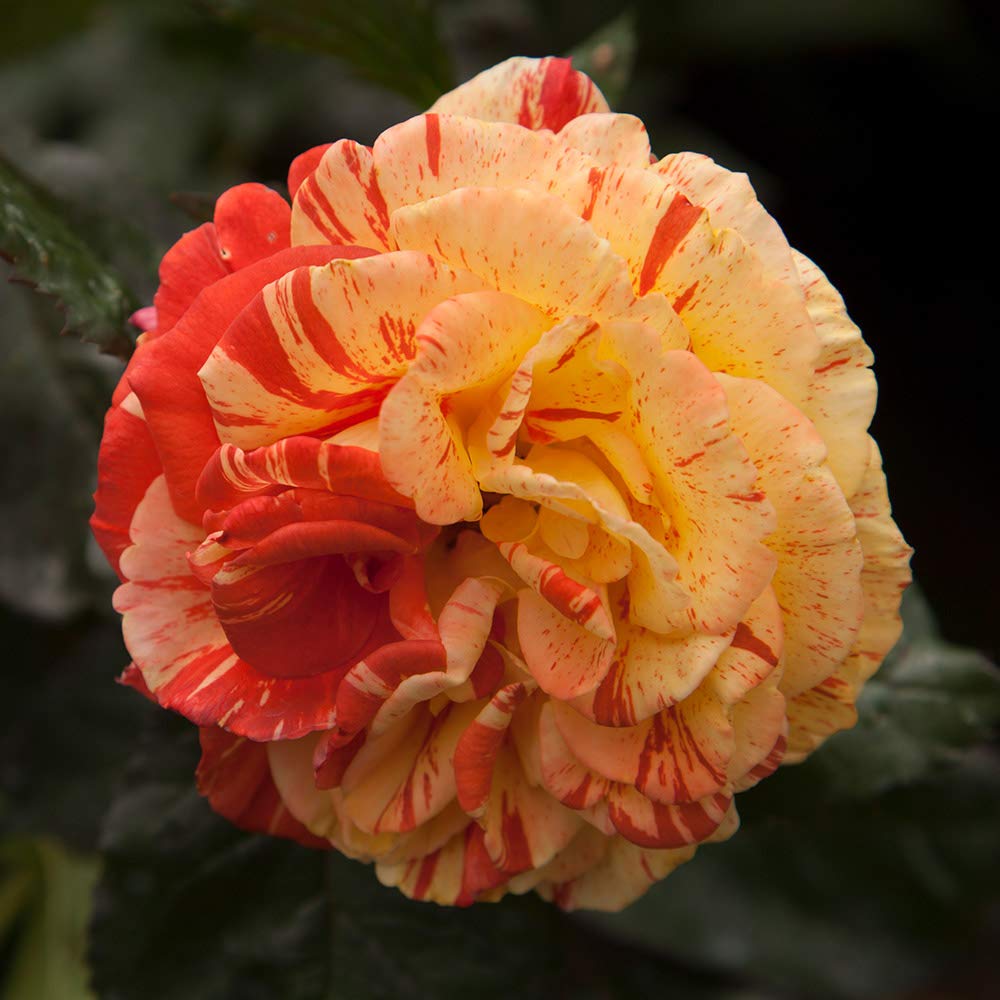 Heirloom Roses Oranges 'n' Lemons Rose Bush - Colorful Shrub Rose Plant for Outdoor Garden Planting | Perfect for Landscaping, Flower Beds & Container Gardening
