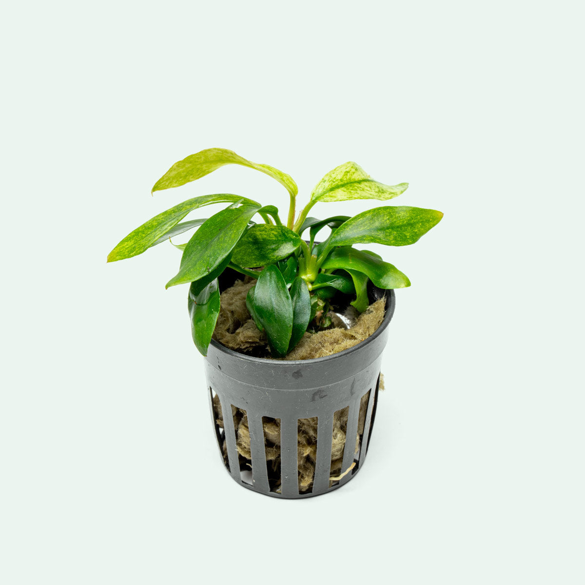 Anubias Minima Variegated Live Aquarium Plant - Low Light Aquatic Plant for Fish Tanks, Nano Tanks & Aquascaping | Perfect for Beginners & Shrimp Tanks