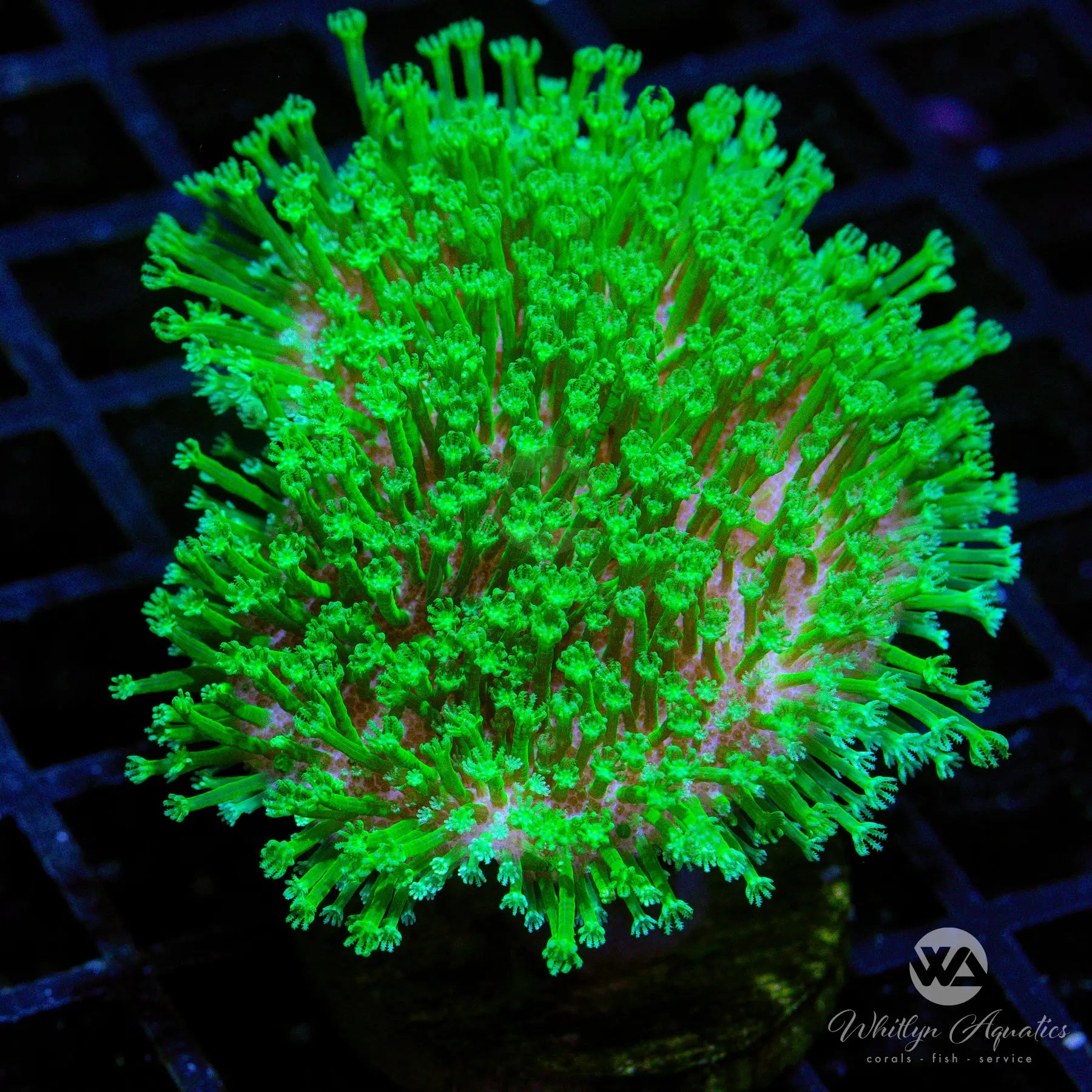 Neon Green Toadstool Coral - Live WYSIWYG Saltwater Aquarium Coral for Reef Tanks | Perfect for Nano Tanks & Coral Propagation