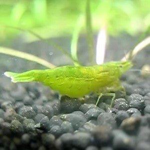 Dwarf Green Shrimp (Caridina cf. babaulti) - Live Freshwater Aquarium Shrimp for Planted Tanks & Nano Aquascapes