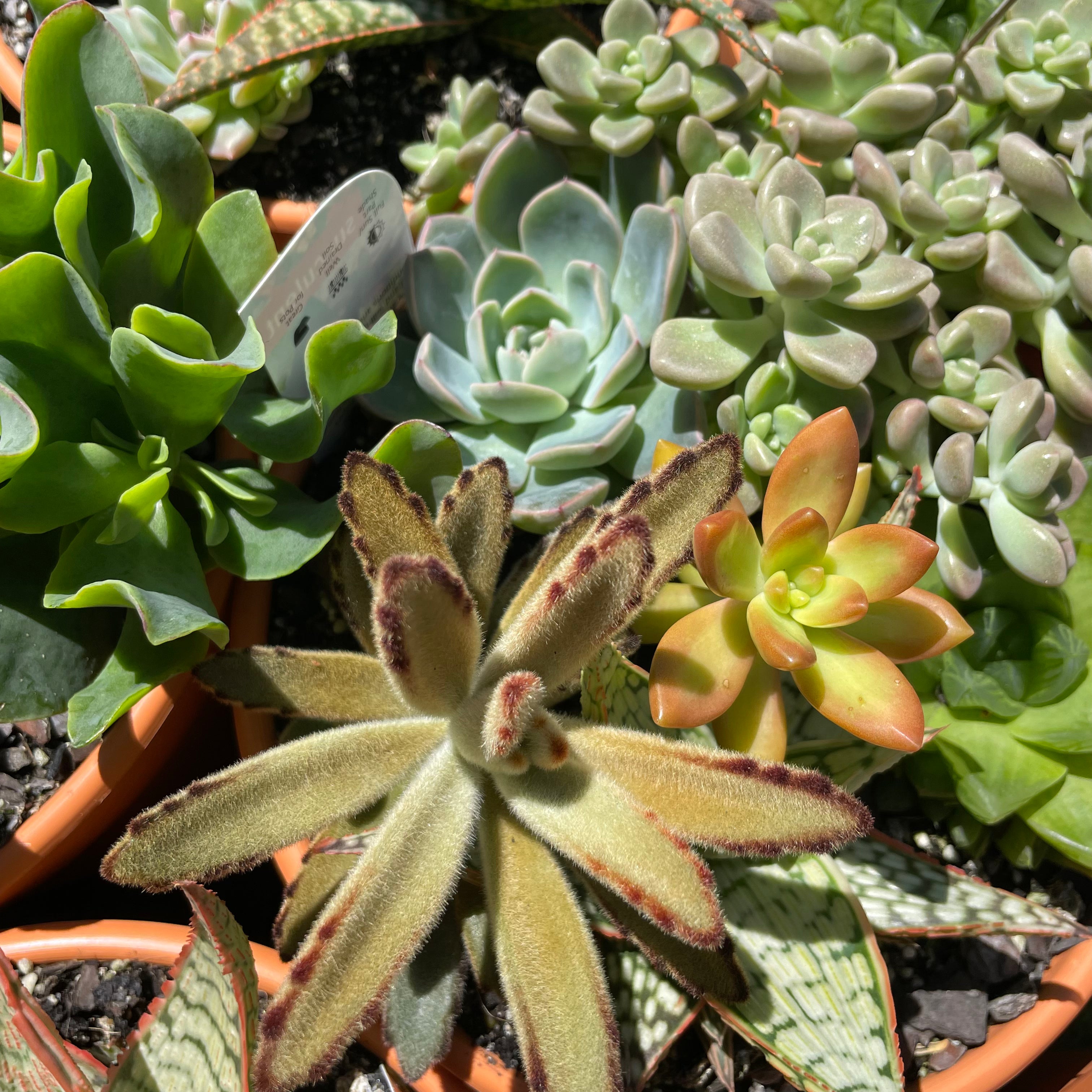 Beautiful Succulent Bowl Planter - Perfect for Home Decor, Office Desk, and Garden Centerpieces | Handmade Ceramic Pot for Indoor Plants