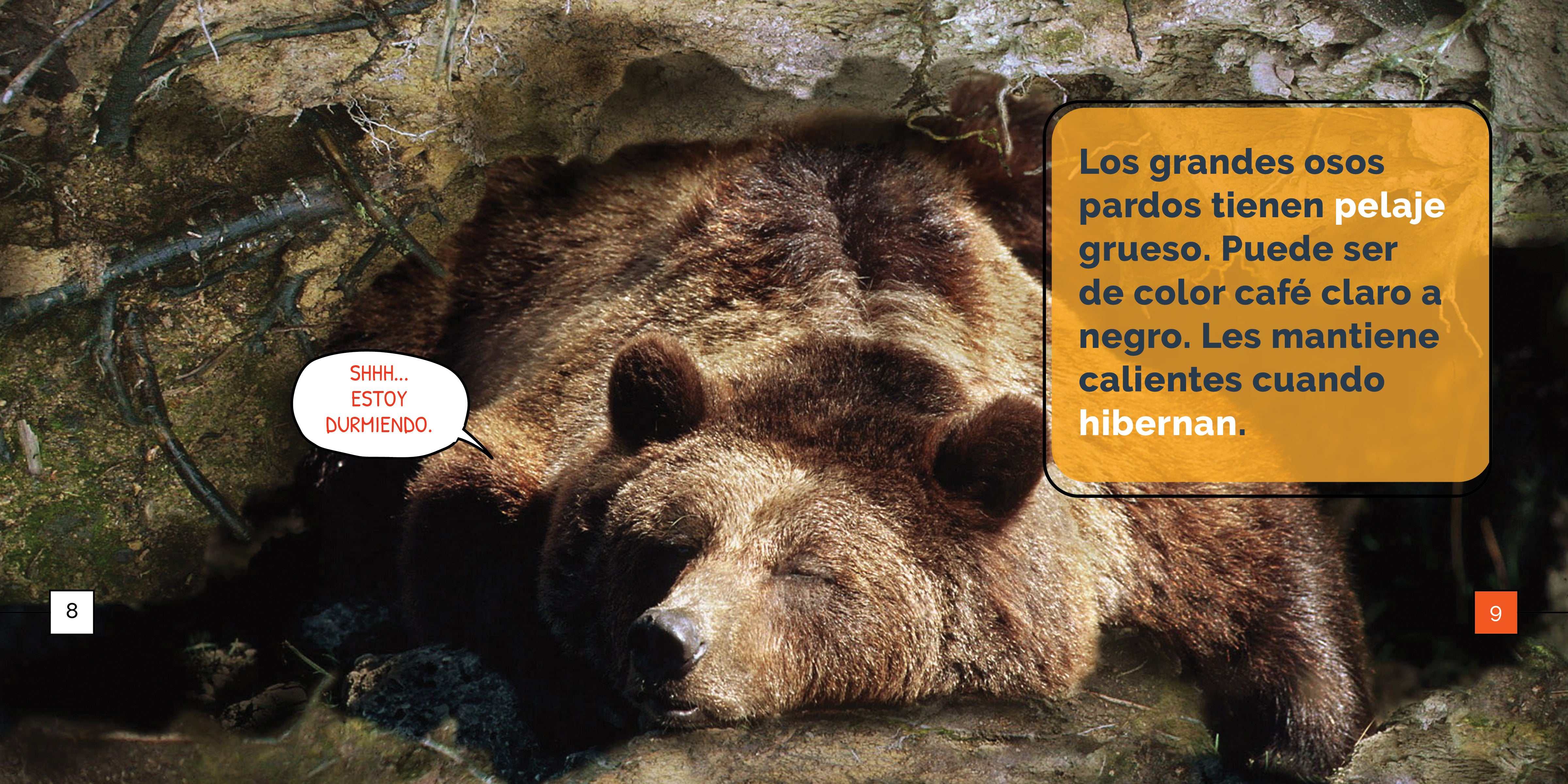 Brown Bears Wonders - Stunning Wildlife Photography & Nature Decor for Home & Office