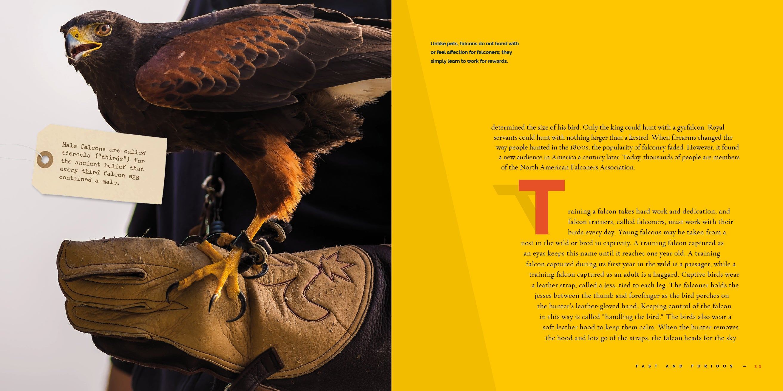 Falcons Book 9781640267800 - Wildlife Nature Guide for Bird Watching & Outdoor Enthusiasts