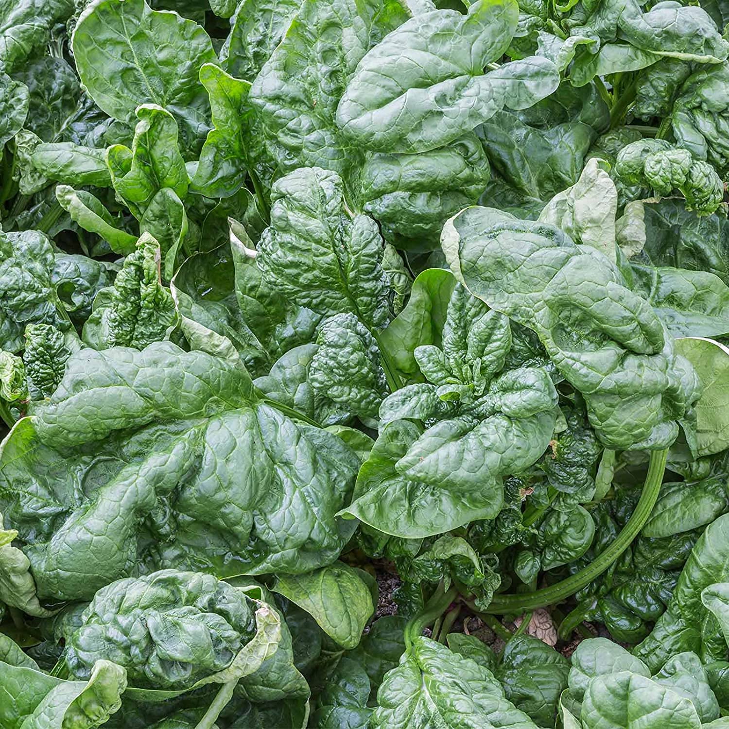 100pcs Organic Bloomsdale Spinach Seeds - Heirloom Non-GMO Vegetable Seeds for Microgreens, Salad & Home Gardening - Long Standing Variety - Perfect for Indoor Hydroponics & Outdoor Vegetable Gardens