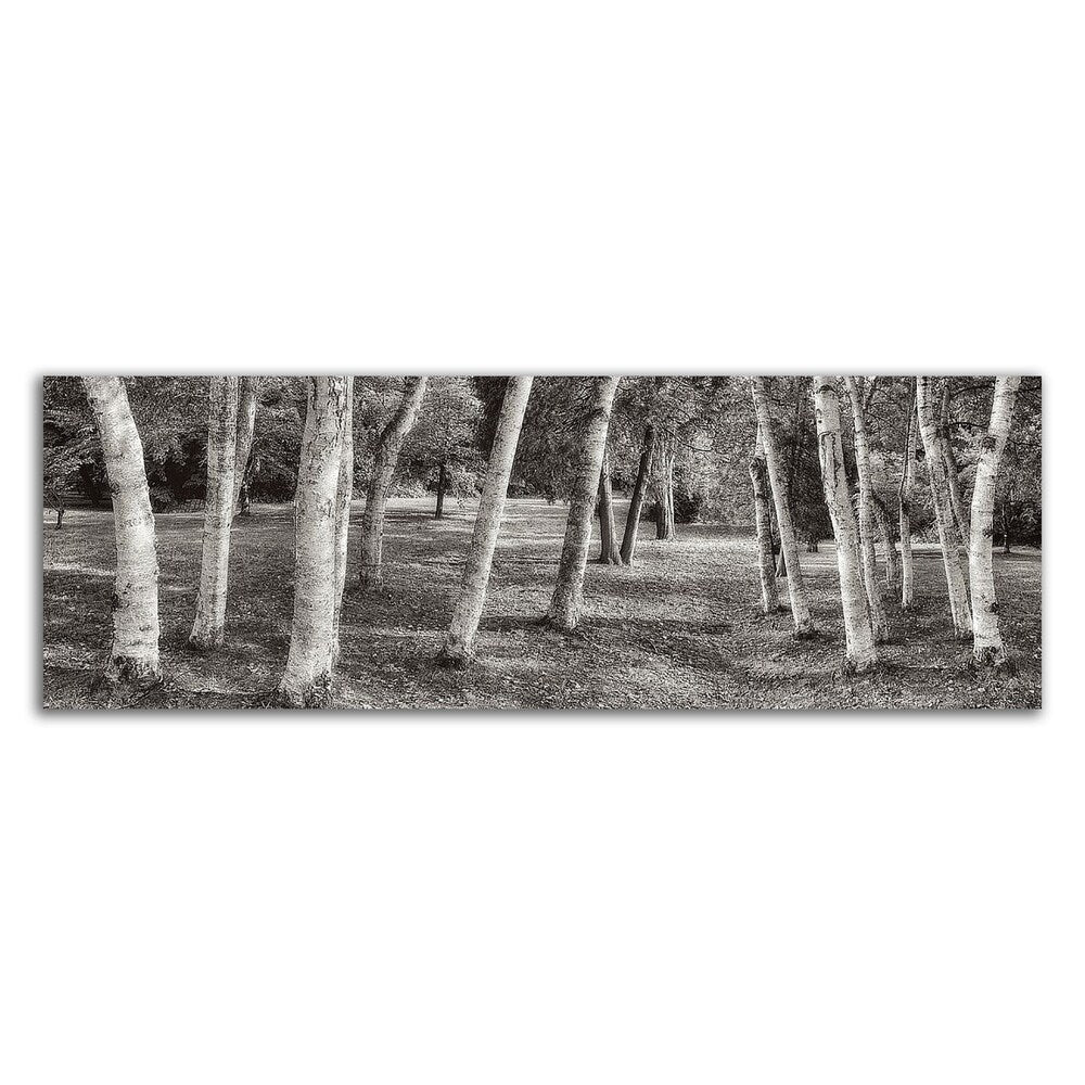 Birch Trees No.1 by Alan Blaustein - Premium Canvas Art Print - Ready to Hang Wall Decor - Perfect for Living Room, Bedroom & Office Decor