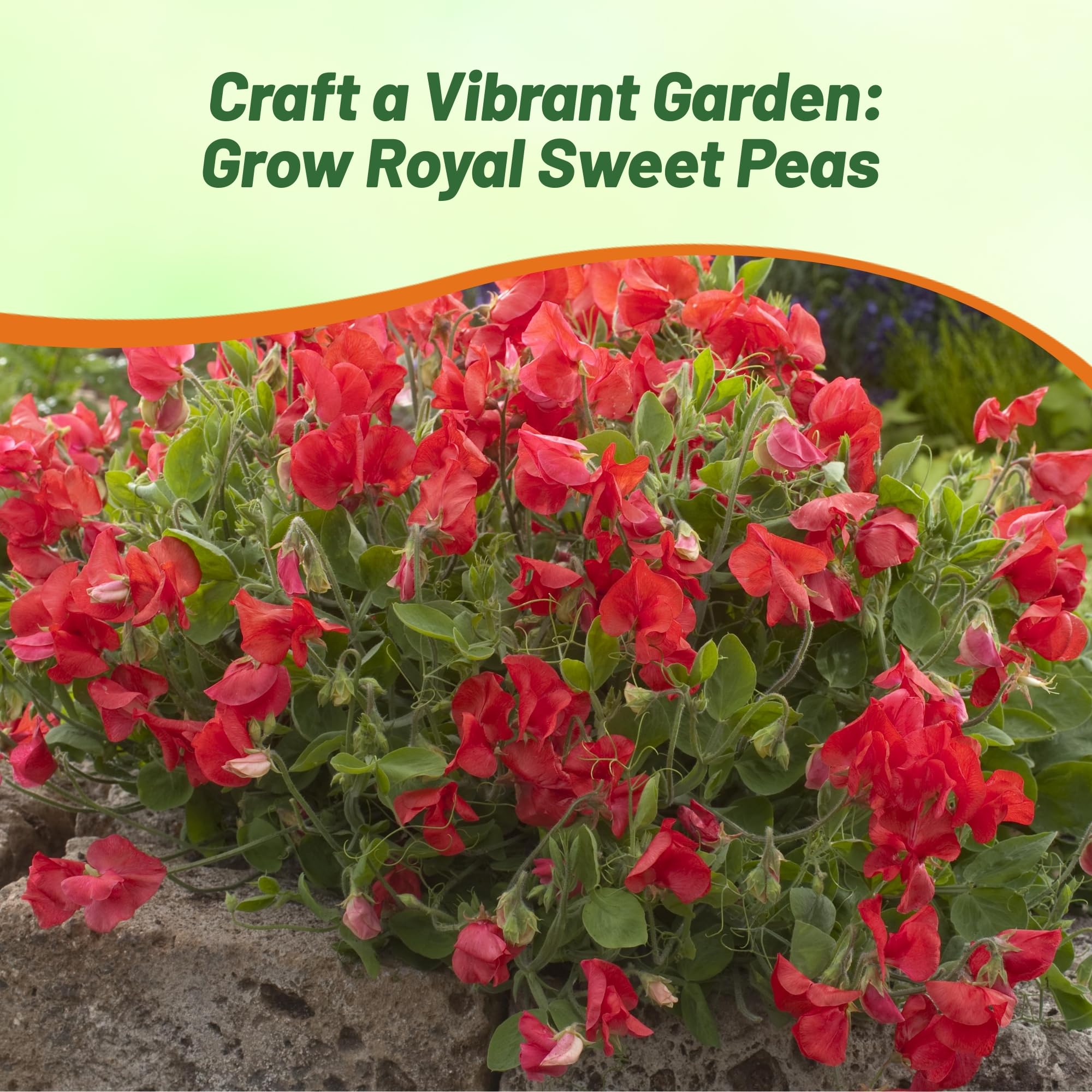 Outsidepride 250 Seeds Annual Lathyrus Odoratus Sweet Peas Royal Scarlet Vine Seeds for Planting - Fragrant Climbing Flowers for Garden Trellis, Fence & Container Gardening