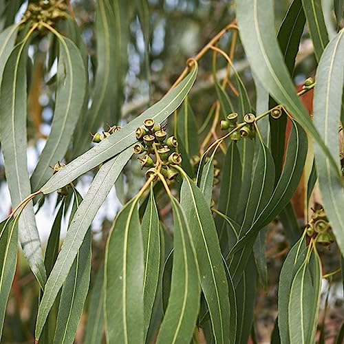 Eucalyptus