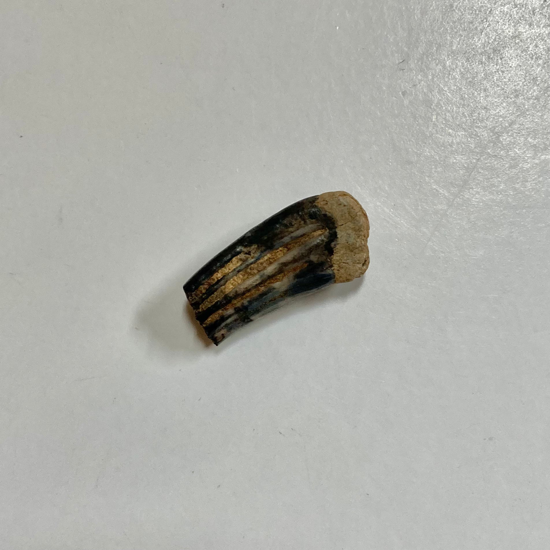 Beaver Molar - Natural Beaver Teeth for Crafts, Jewelry Making & Taxidermy - Perfect for DIY Projects, Necklaces & Unique Decor