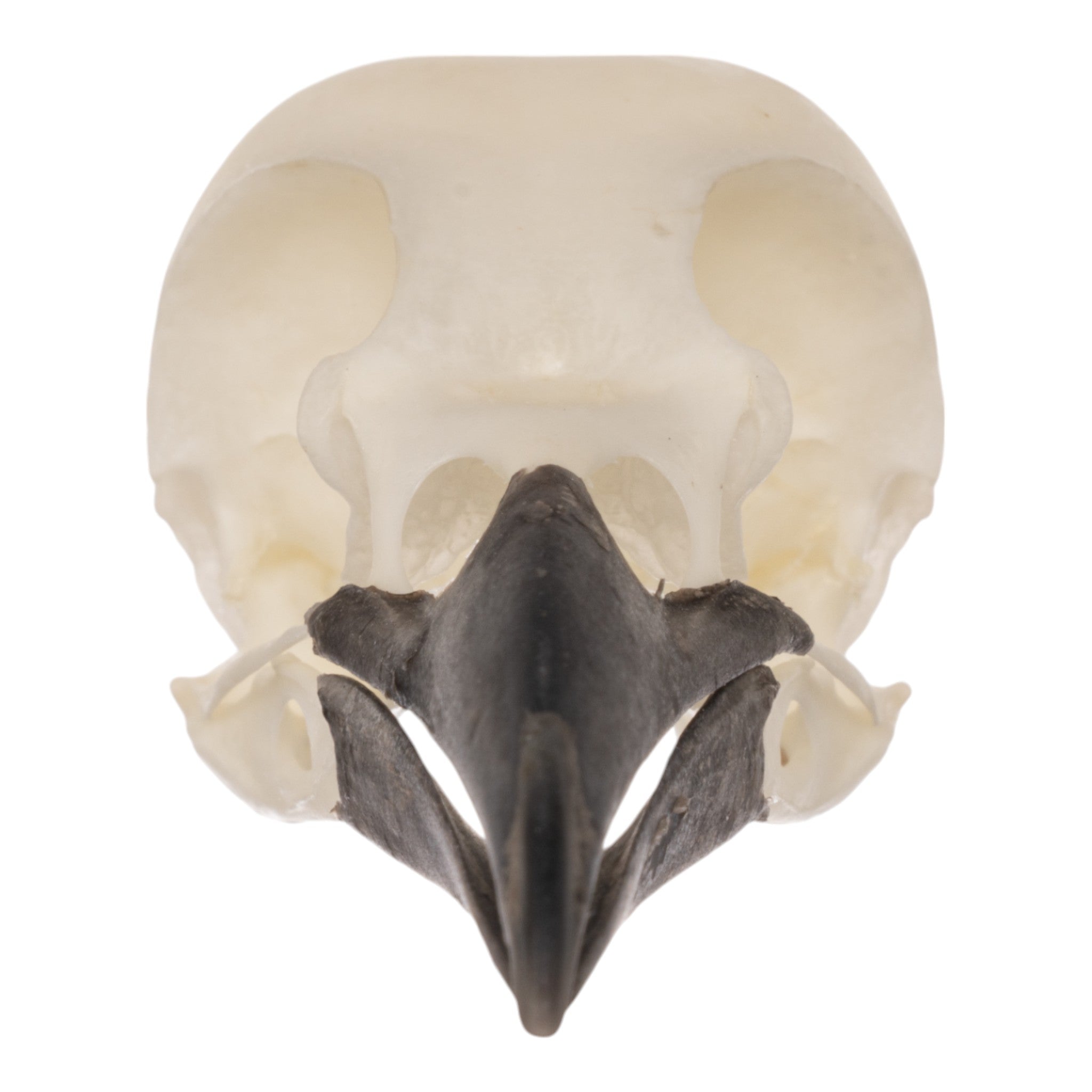 Real Eurasian Magpie Skull - Taxidermy Bird Skull for Collectors & Oddity Decor - Perfect for Gothic Home Decor, Halloween Props & Science Education
