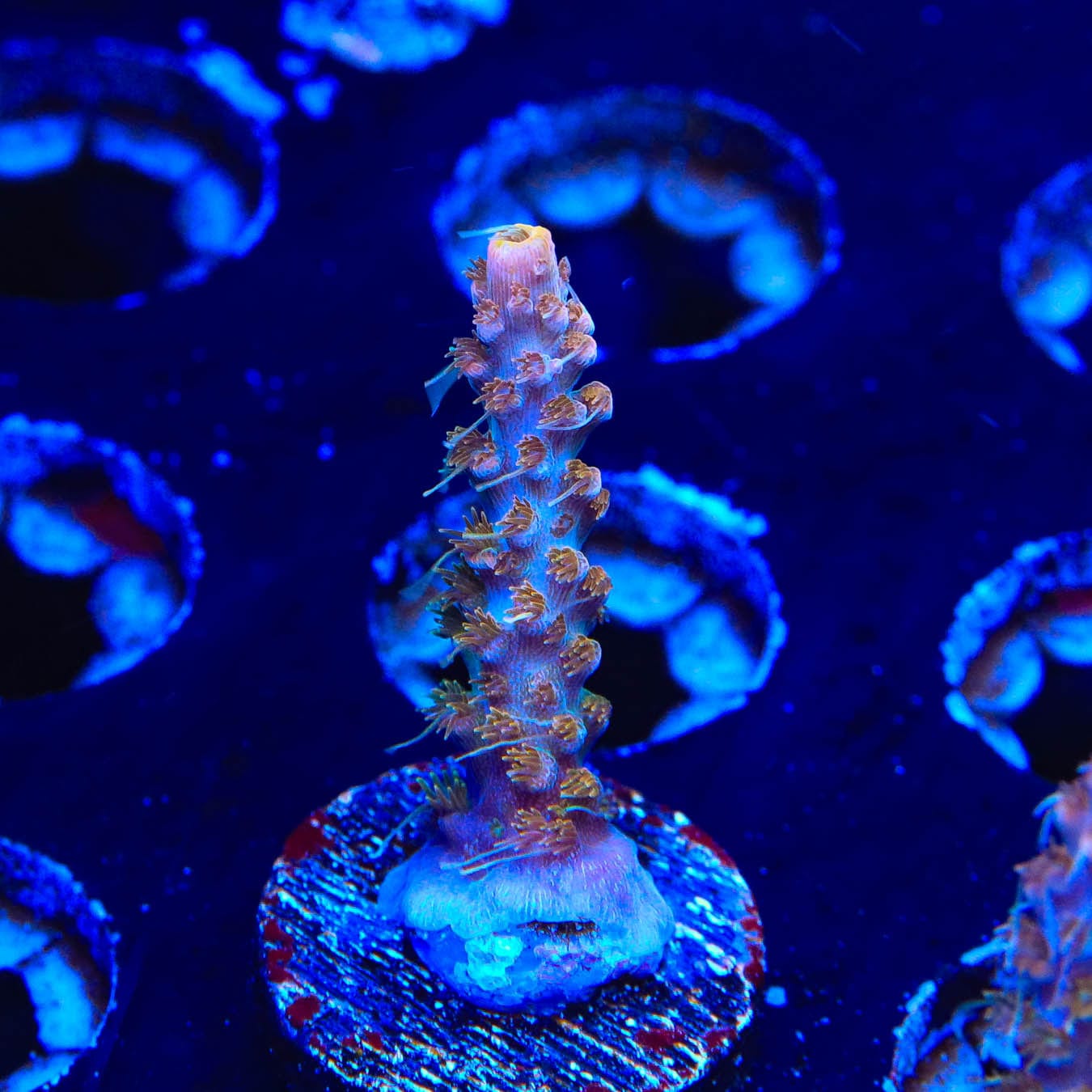 Premium CC Voodoo Majick Acropora Coral - Vibrant Saltwater Aquarium Coral for Reef Tanks & Marine Displays | Perfect for Coral Fragging and Aquascaping