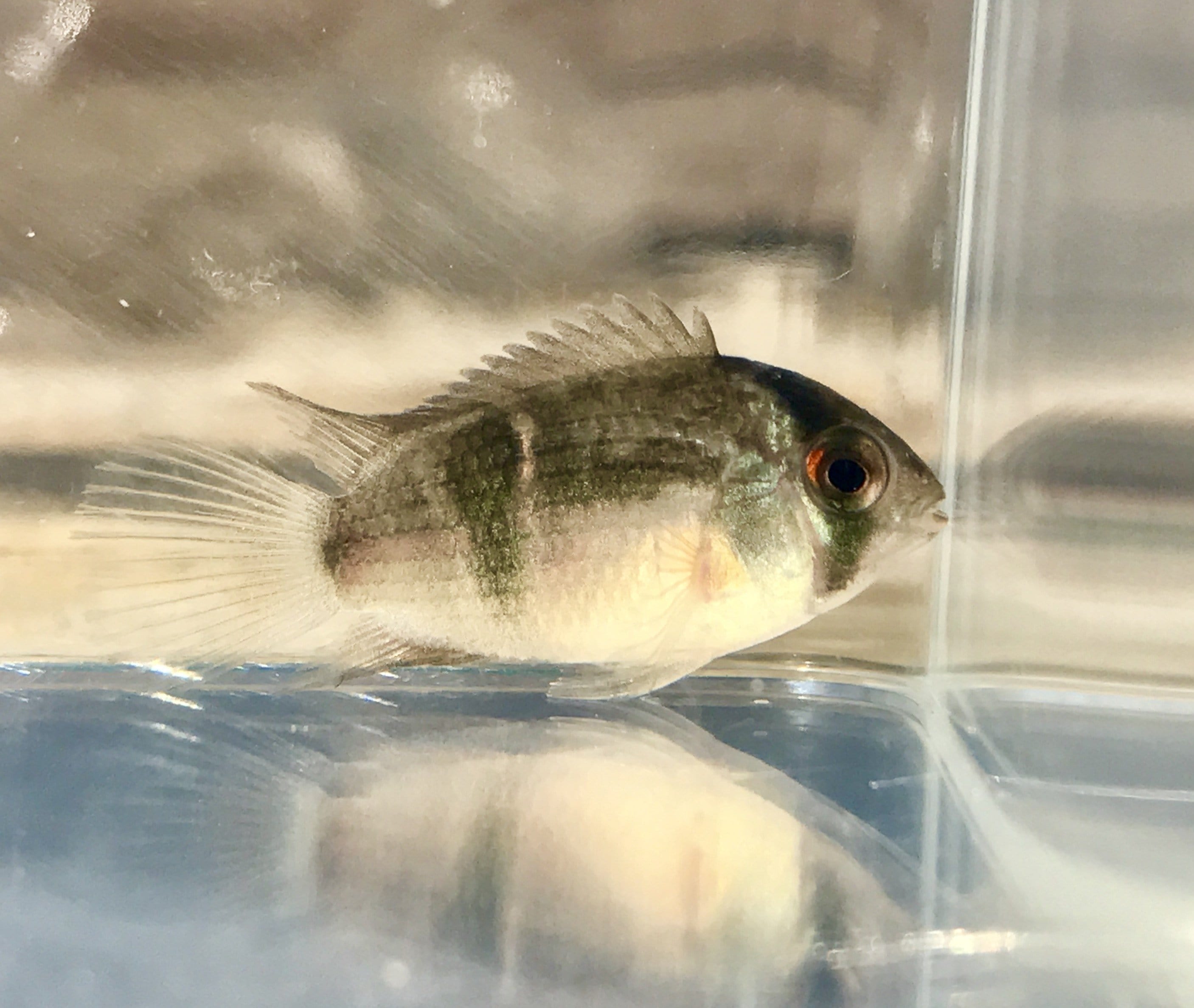 Keyhole Cichlid (Cleithracara Maronii) - Live Freshwater Aquarium Fish for Tropical Tanks - Perfect for Community Aquariums and Planted Tanks