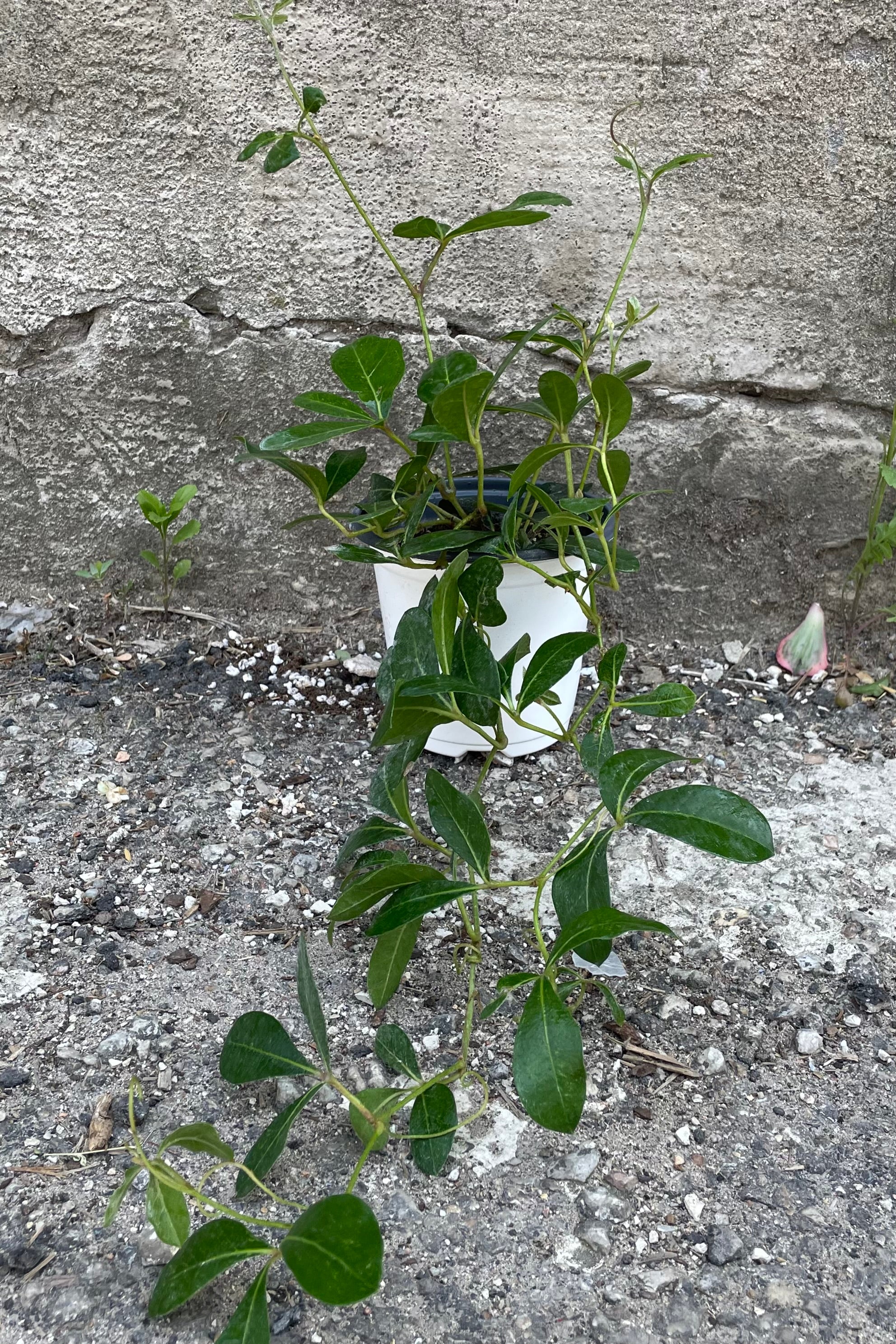 Mystic Grape Ivy (Cissus digitata) - 4