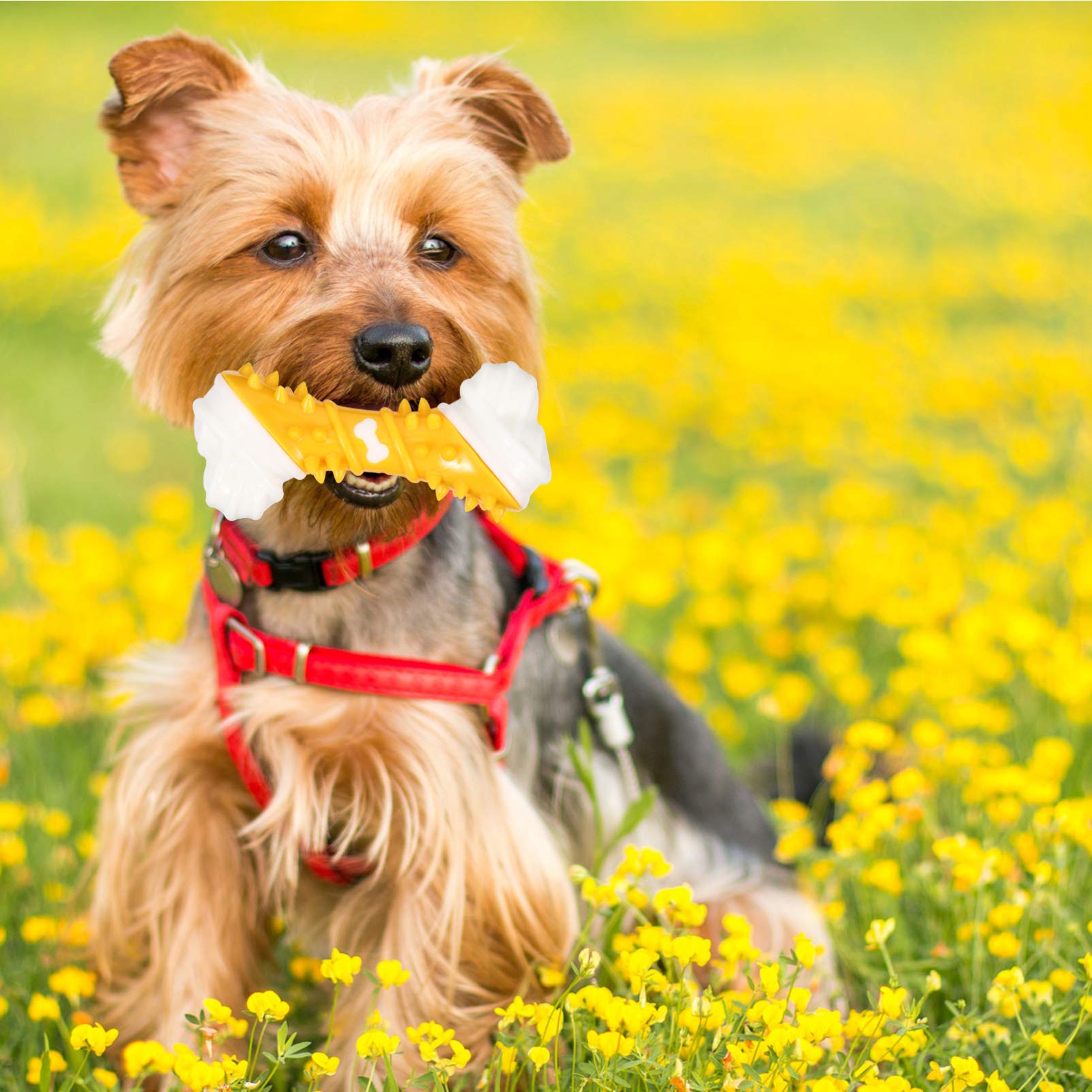 Balacoo Dog Chewing Toys for Teething Puppies - TPR Teeth Cleaning Bone Stick for Small Dogs - Durable Puppy Molar Toy for Dental Health - Perfect for Christmas Gifts & Playtime