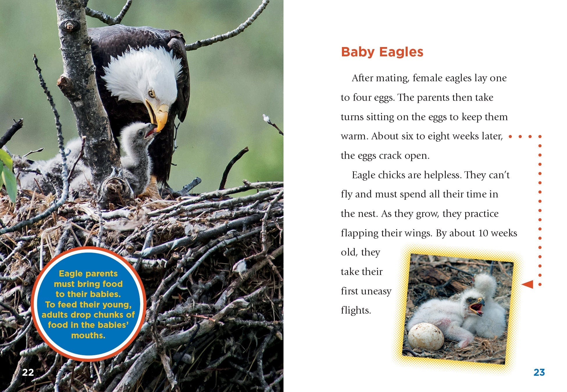 Eagles Book 9781623105525 - Wildlife Nature Guide for Bird Watching & Outdoor Adventures